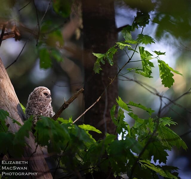 A fledged Barred Owlet catches the light.  #barredowl #barredowlsofinstagram #bird #birdsofinstagram #birdphotography #bns_birds #bb_of_ig #pocketbirds #bestnatureshot #nanpapix #wildlife #wildlifephotography #wildlife_inspired #wildlifeaddict #wildl