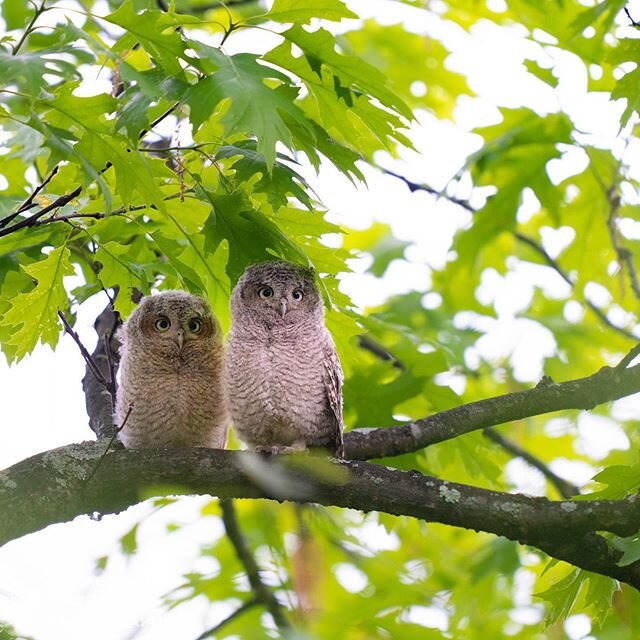 I met my first Eastern Screech Owl owlets yesterday!  If you&rsquo;ve been following me for a while, you know have been photographing Eastern Screeches for a while, but I&rsquo;ve never even seen screech owlets.  These two fledged a few days ago, the