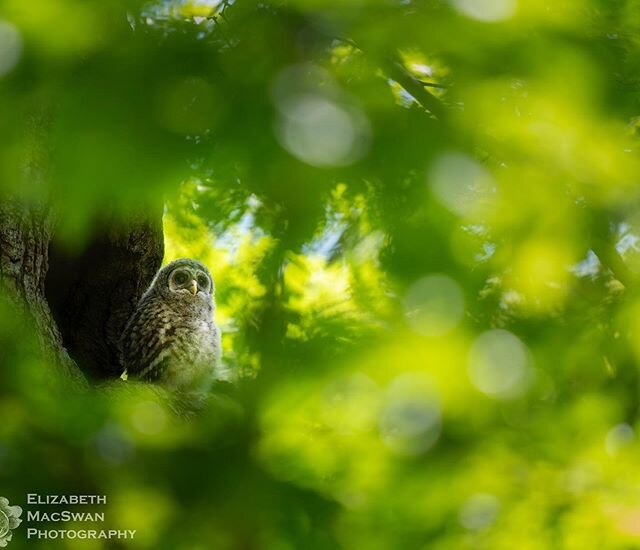 I got a tip about another Barred Owl nest yesterday, and decided to check it out.  When I got there, this little fluff ball was sitting at the mouth of the cavity, which looked like the perfect place to raise a trio of owlets (the other two had fledg