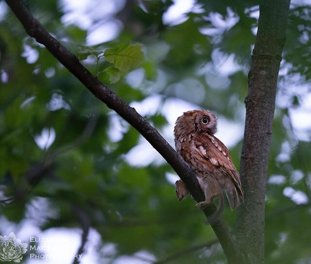 In all my years photographing screech owls, I&rsquo;ve never seen one hunt until yesterday.  This mama owl is quite the huntress - killing a chipmunk almost the same size as her!  Shot with the Sony a7riii and the Sony 400mm f2.8 GM.  #easternscreech