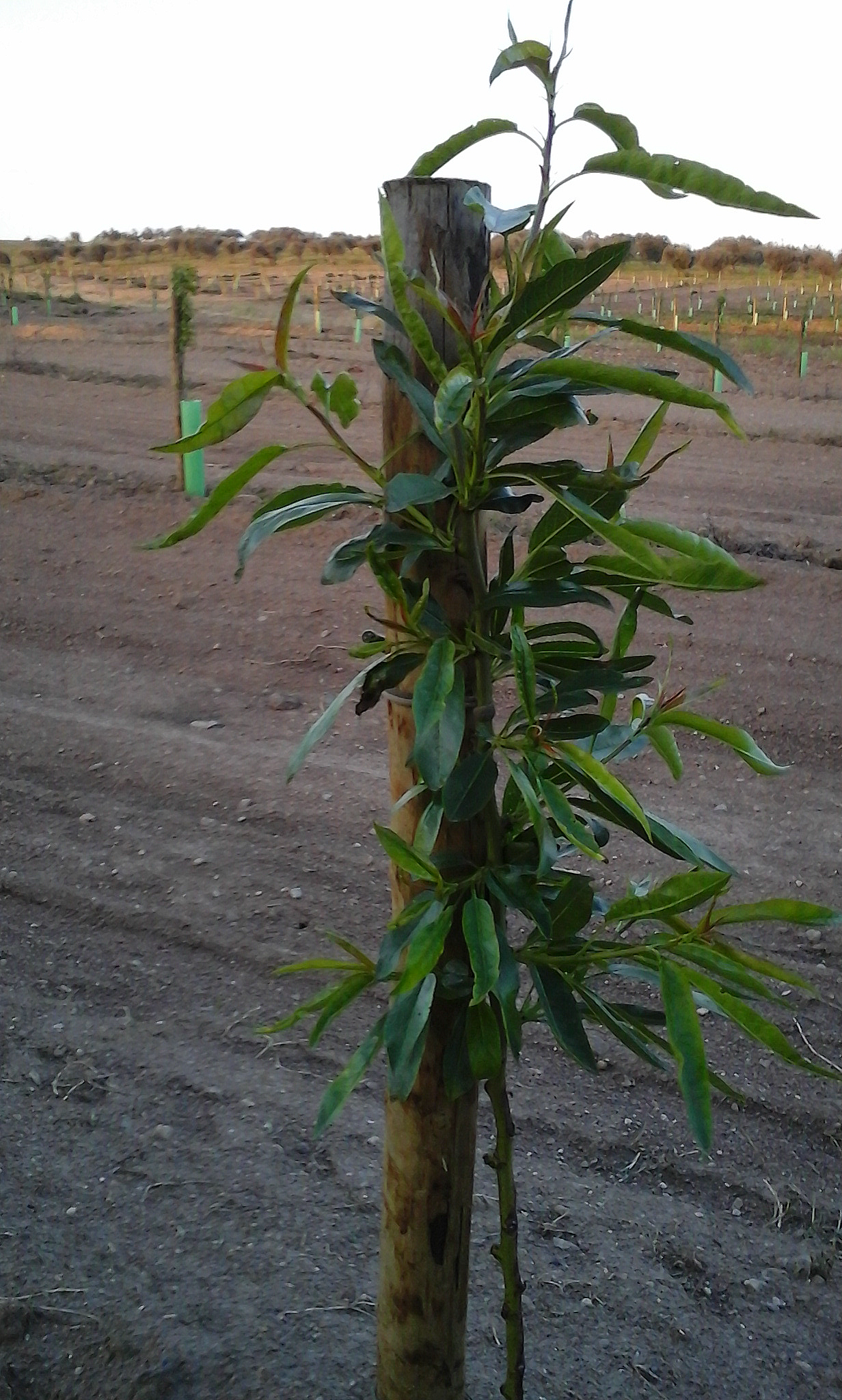 Idem.  Crescimento ativo e equilibrado, sem rega.