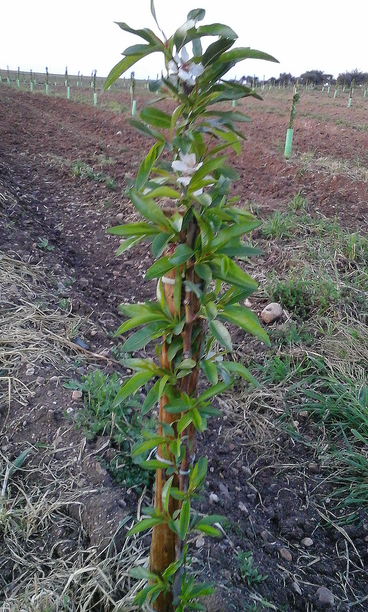Idem.  Marinada é uma variedade de entrada em produção precoce, apresentando já frutificação em madeira de 1 ano.