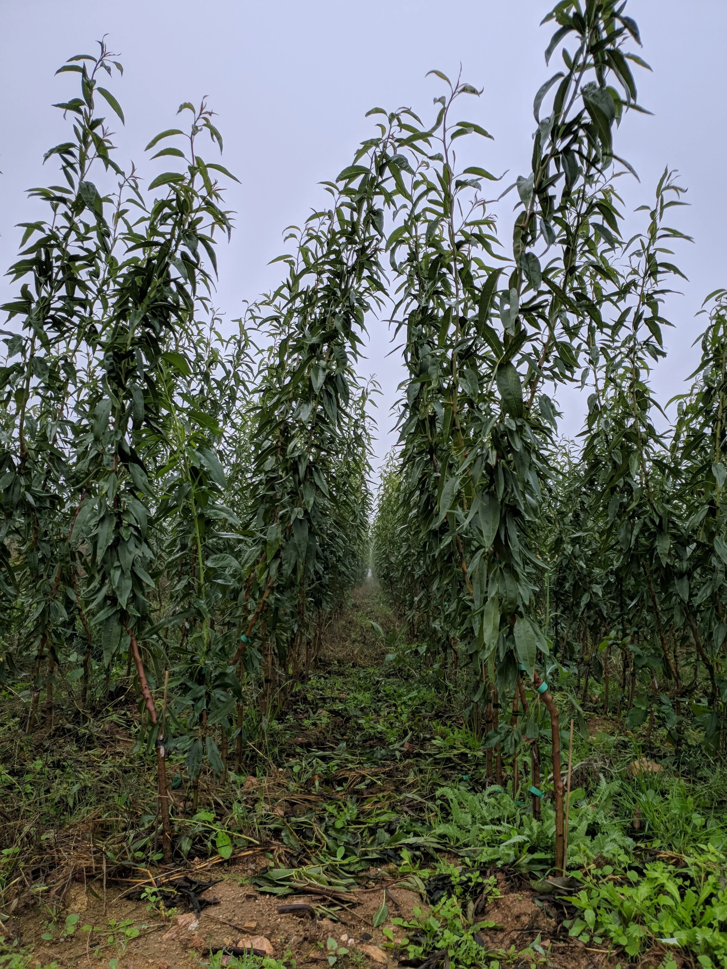 Variedade Marinada já completamente atempada (vara dura), pronta para transplante.