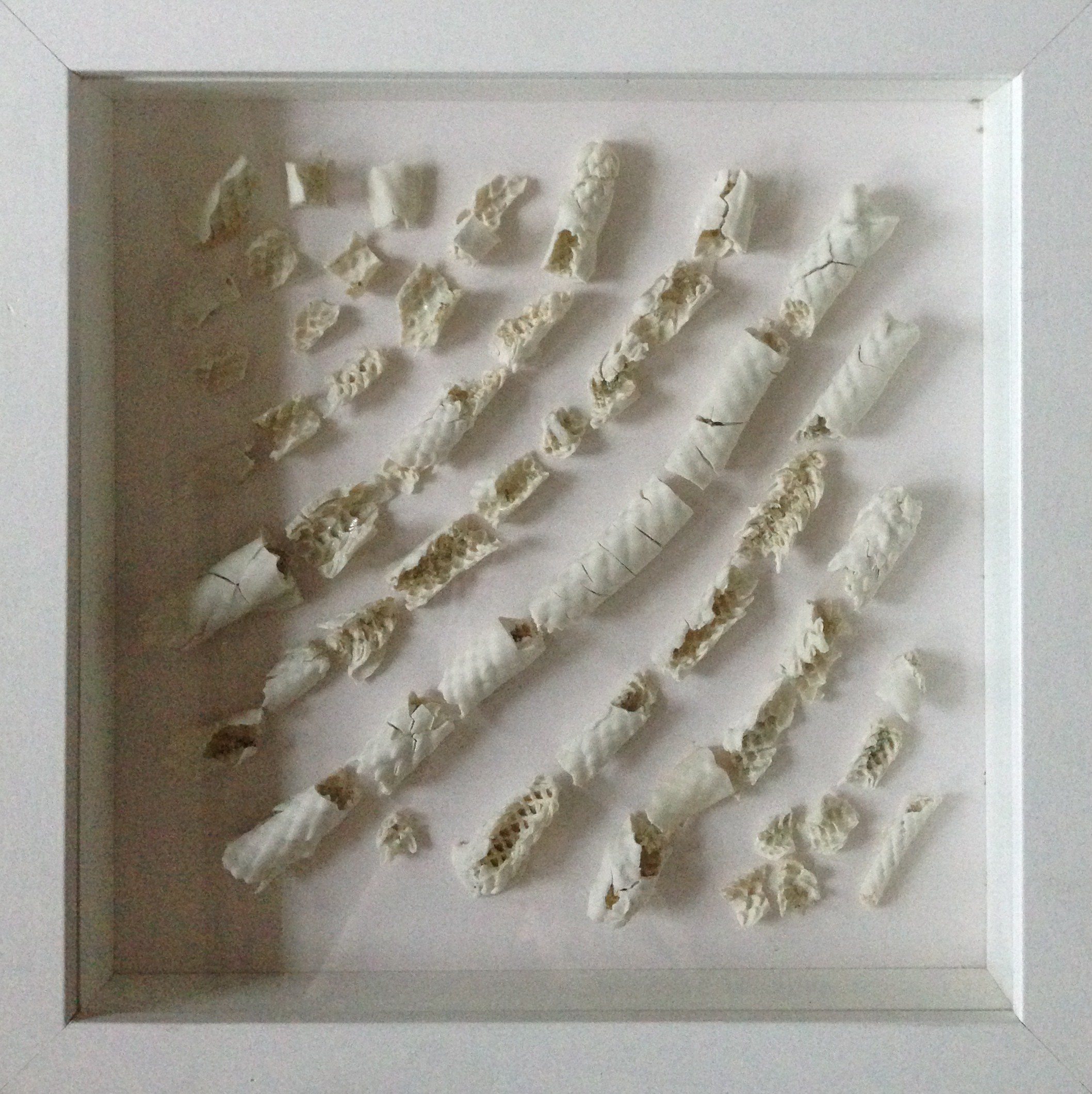 Aasen_Kari_3_ Herbarium white c_organic and porcelen_10x10.jpg