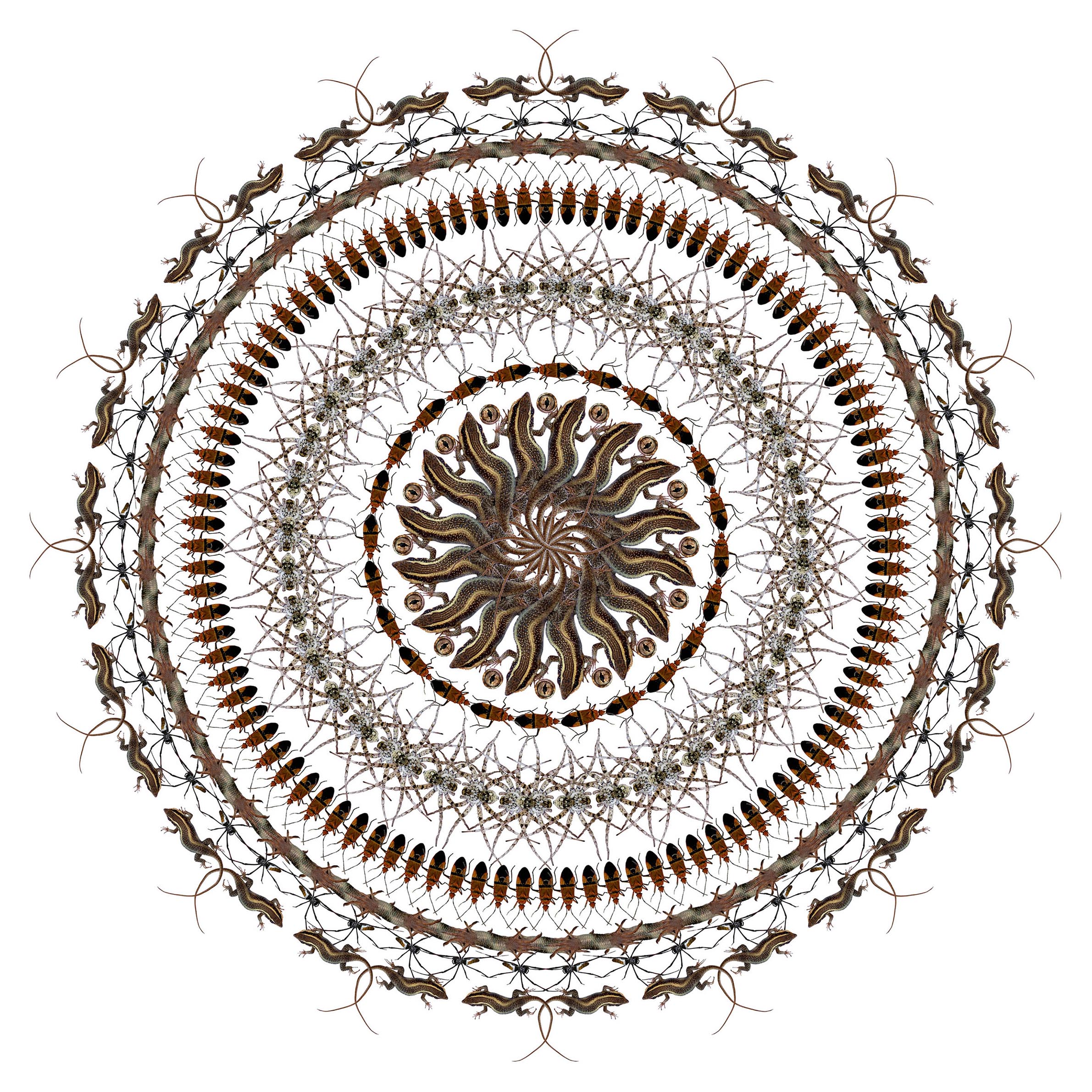 Ferner_Pippip_1_african flower_photo collage_16x16inches_Framed.jpeg