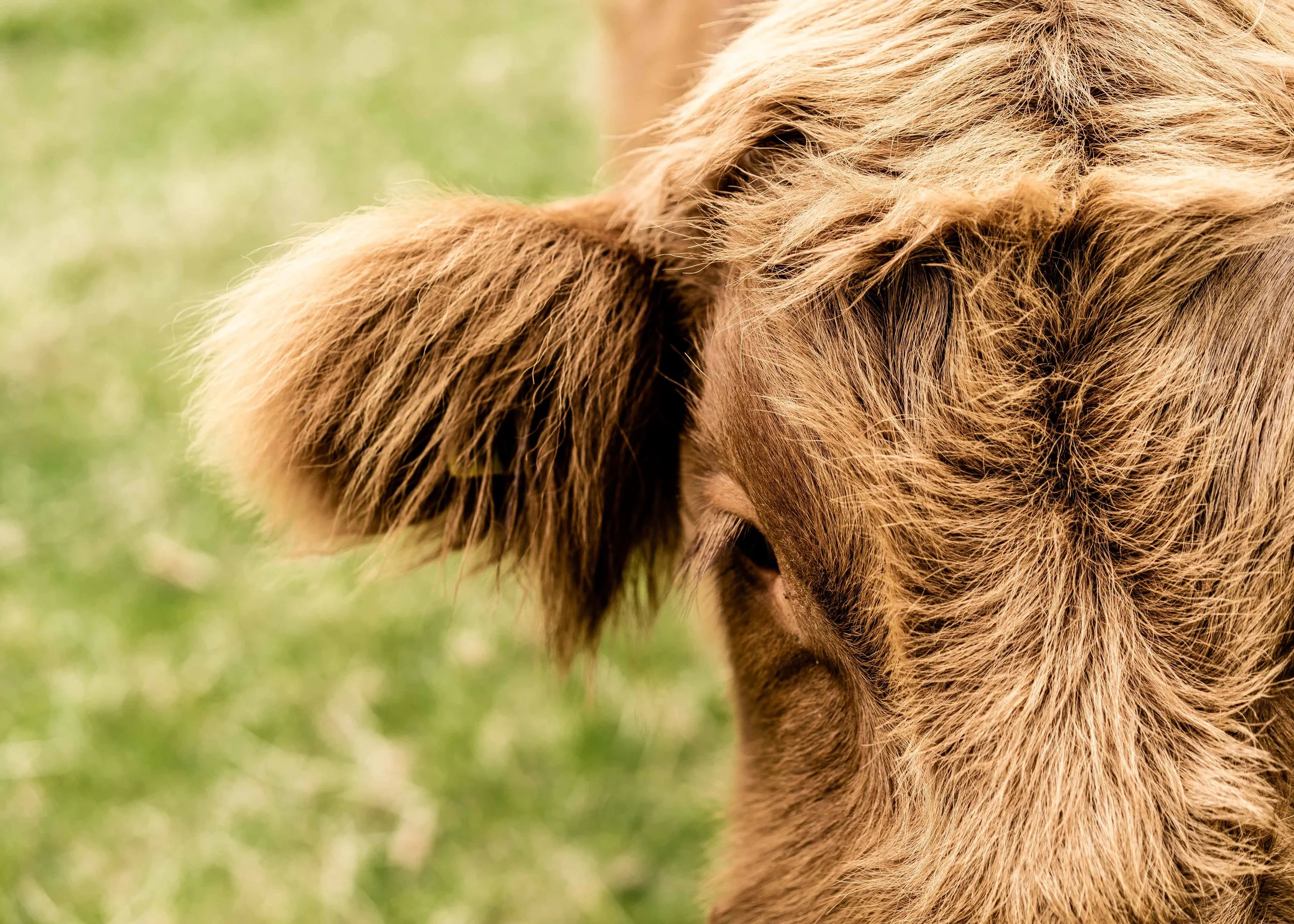 PaxtonCowSamples-3.jpg