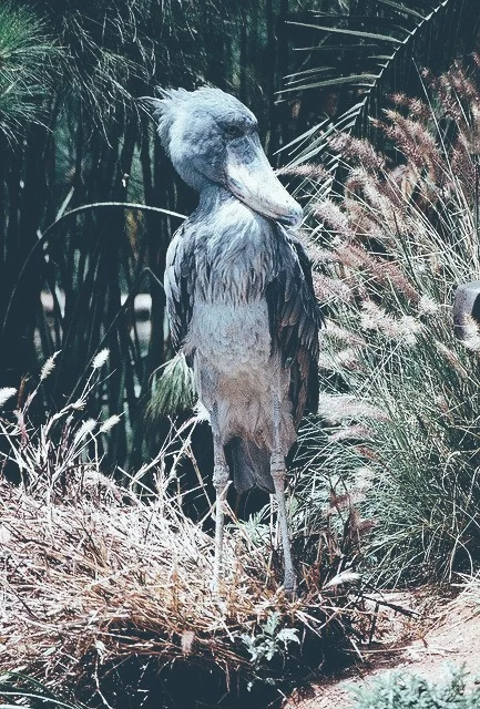 Shoebill Stork | Singapore