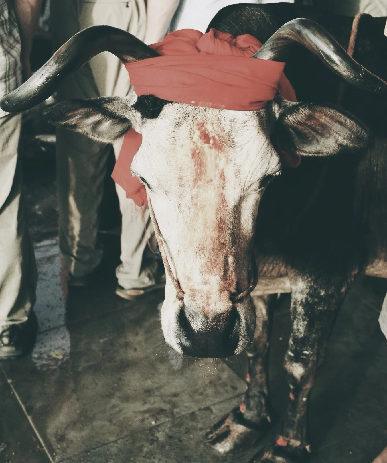 Sacred Cow | Rameswaram, India