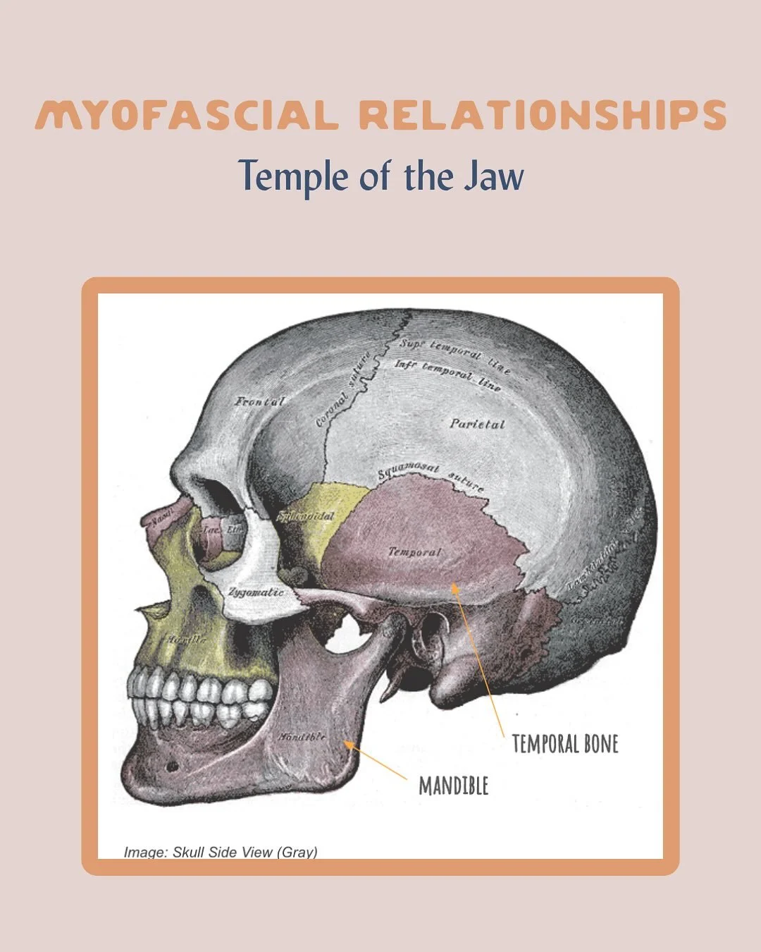 ICYMI! Double feature&mdash; anatomy insights for you here, and a new case study live on the Field Note blog! Comment JAW to receive the direct link to the case study. Looking at these relationships will help you orient to the incredible story of wha