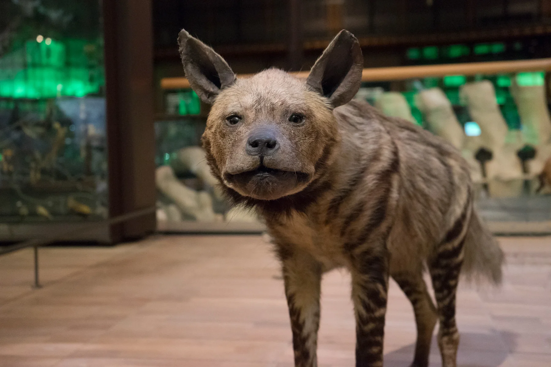 Hyena, Paris FR (©2015)