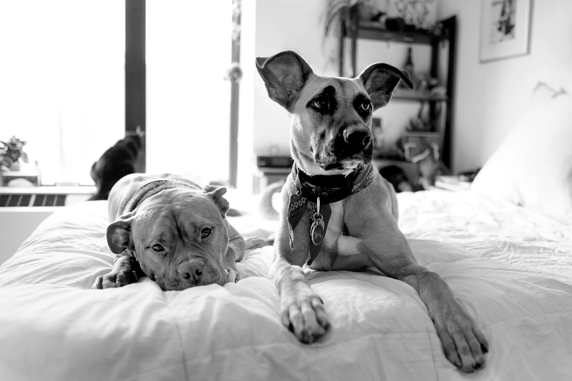 _DSC09618_2250_BW.jpg