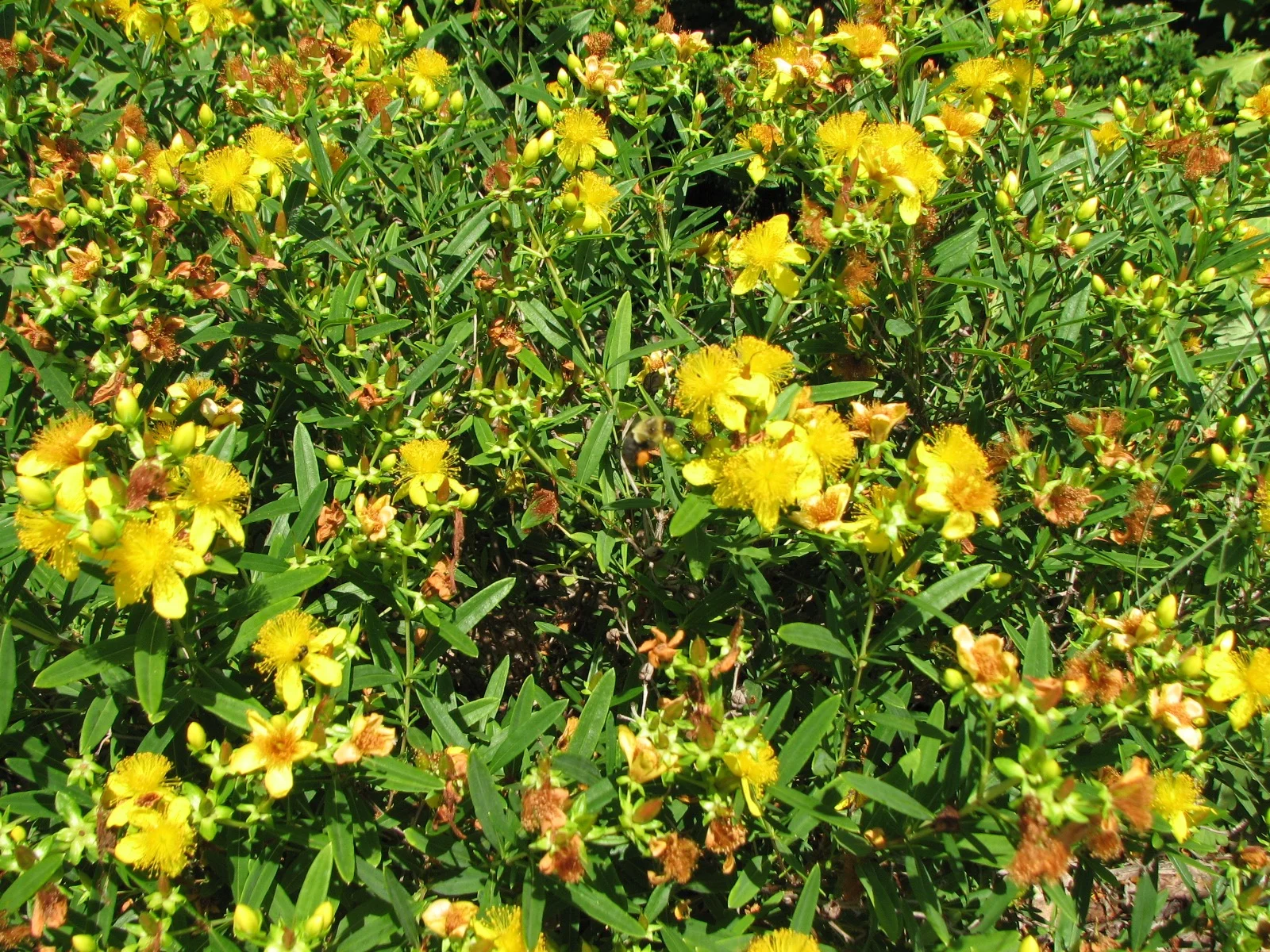 This Hypericum 'Deppe' Sunny Boulevard (St. John's Wort) in bloom is a magnet for bees. 