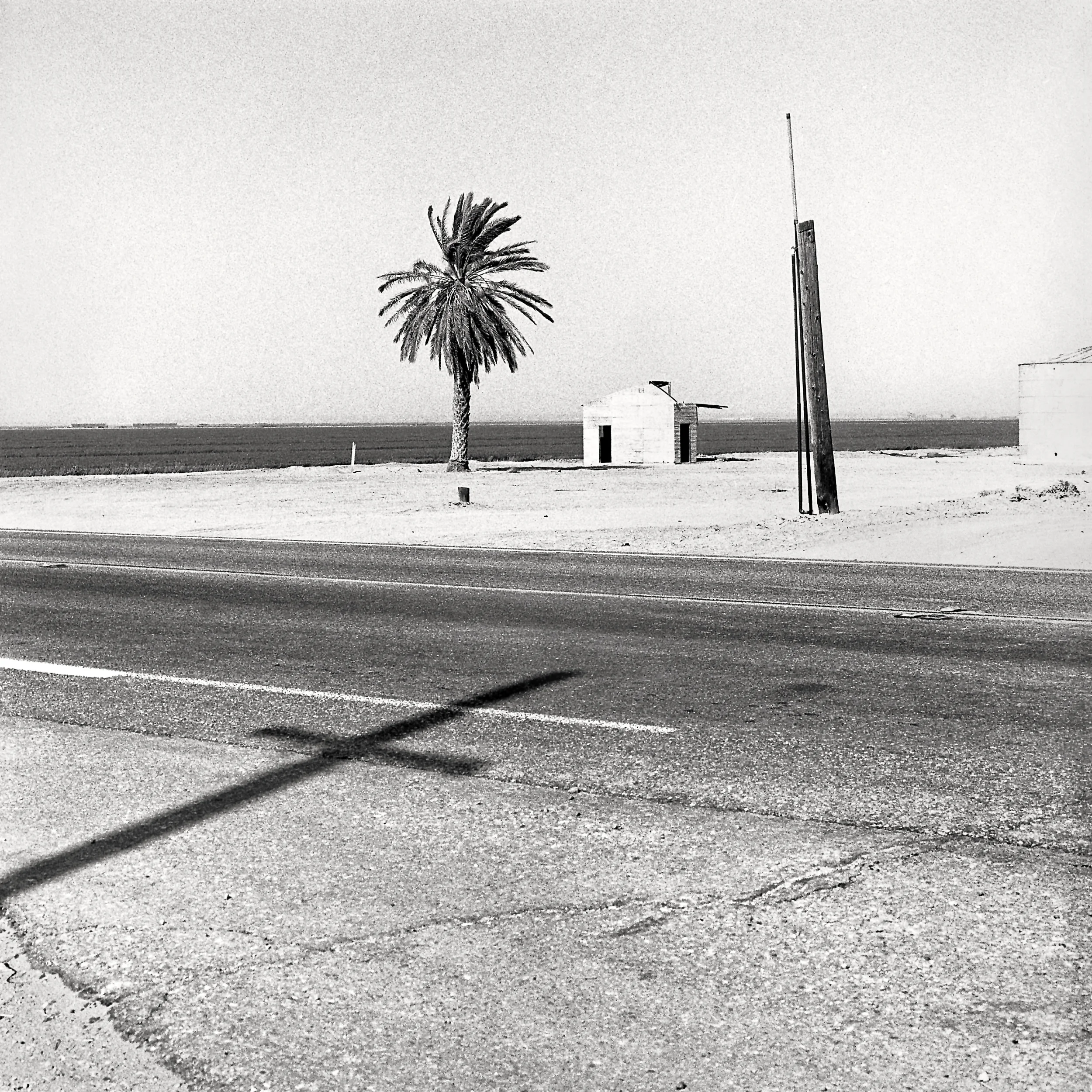 treee final 2 copy.jpg