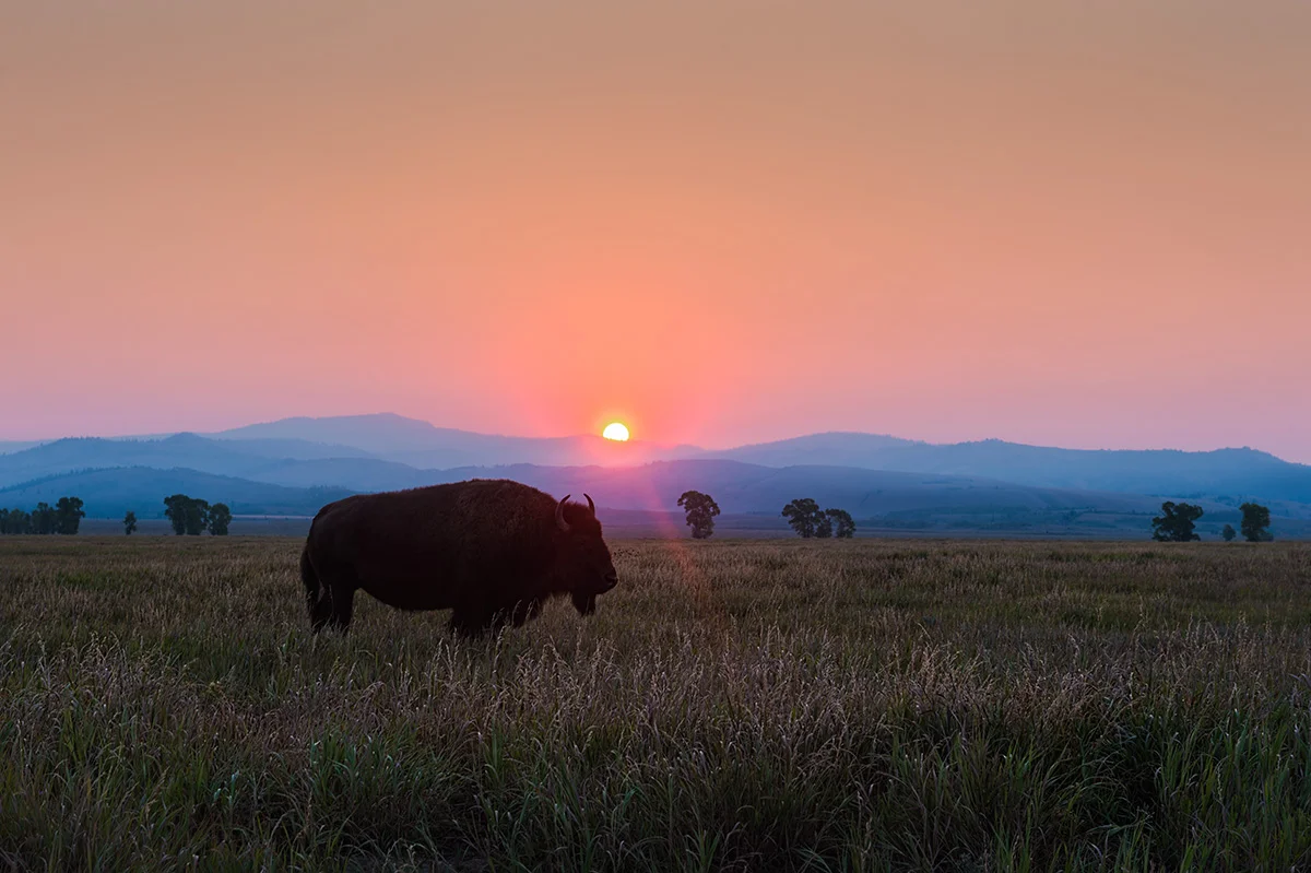 BisonSunrise©MikeRJackson.jpg