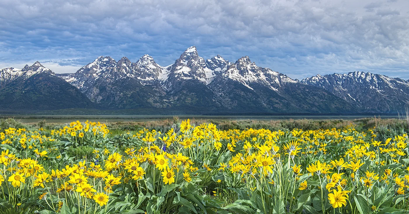 BalsomRootandTetons©MikeRJackson.jpg