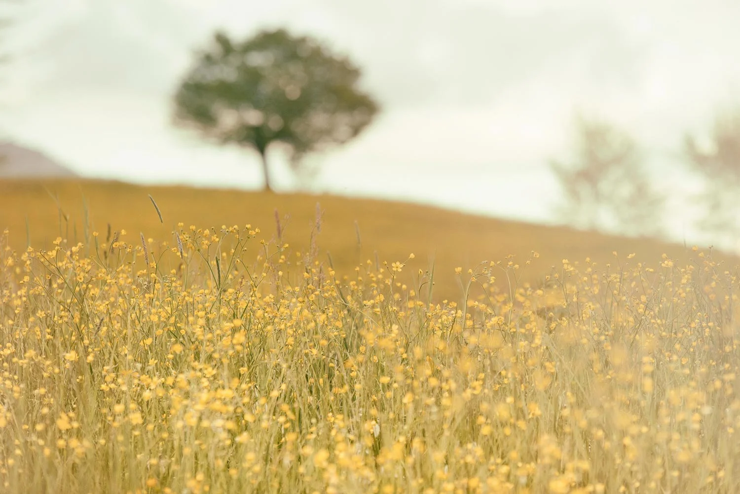 wildflowersm.jpg