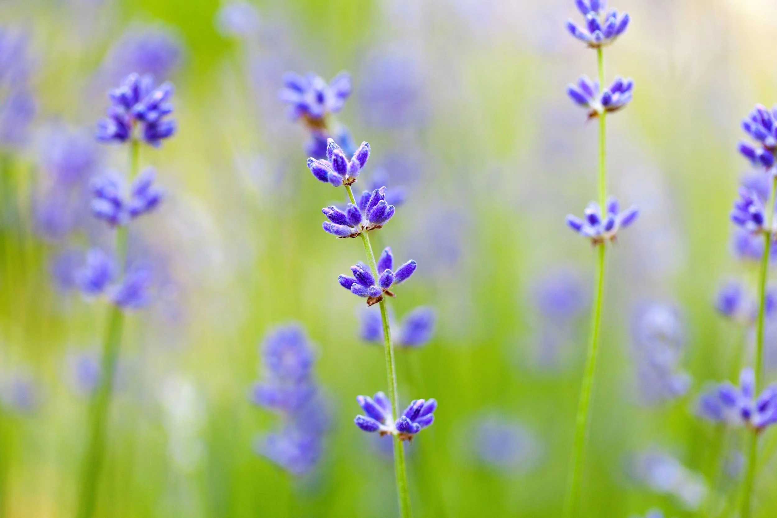 flower__206798.jpg