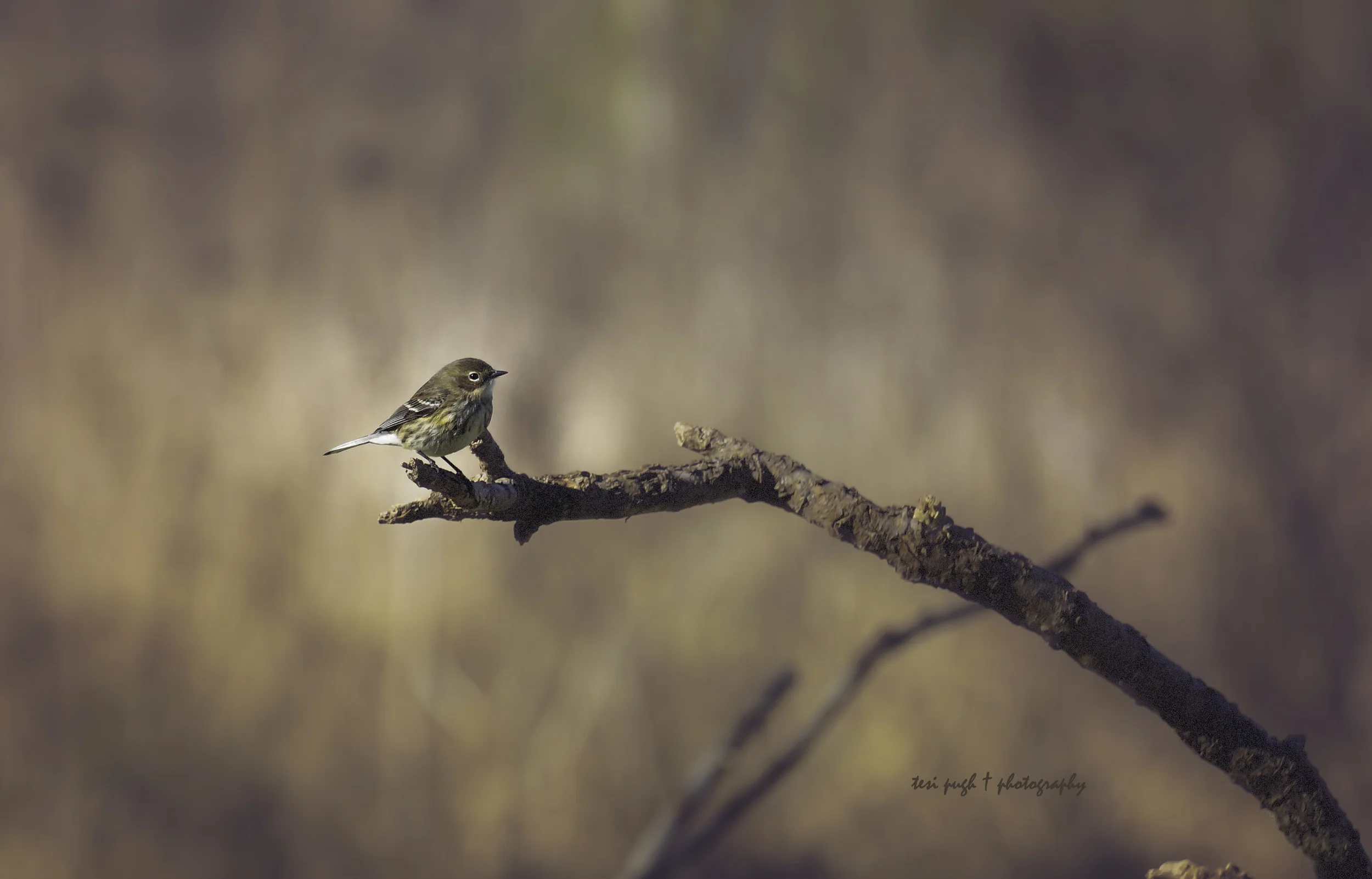 DSC04183 Warbler.jpg