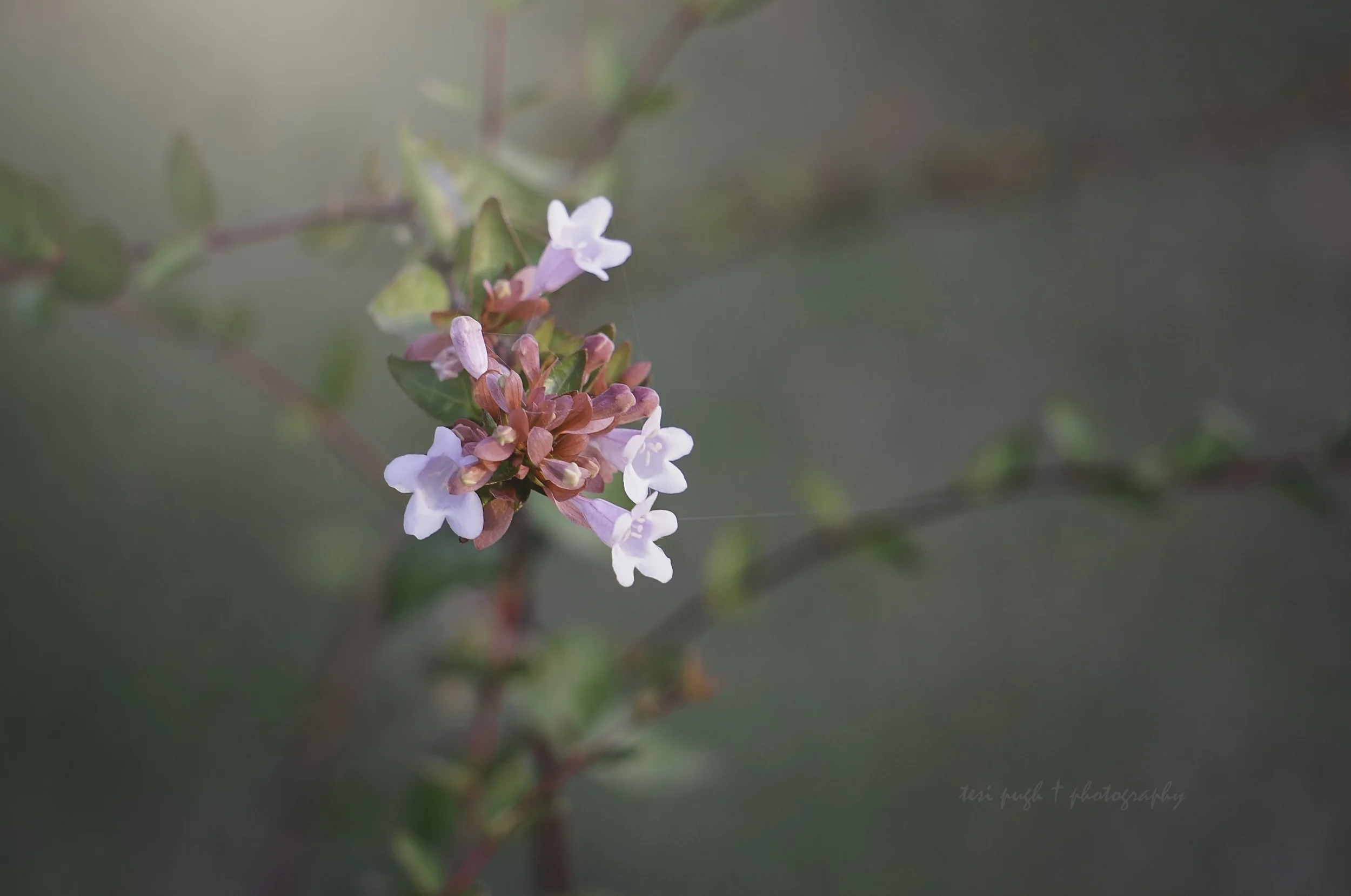 DSC04883My Abelia7212015.jpg