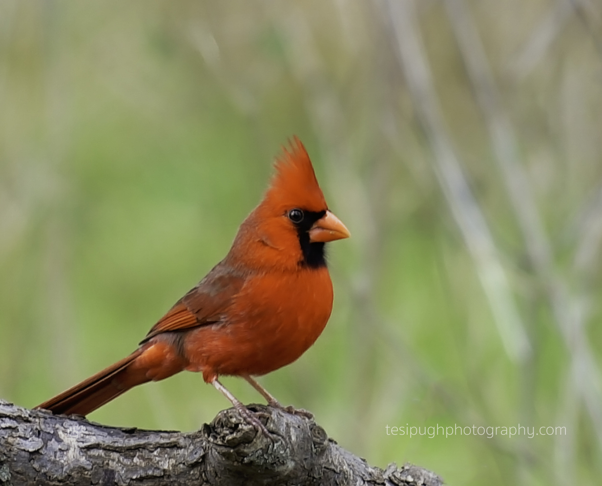 DSC03305CardinalWWM.jpg