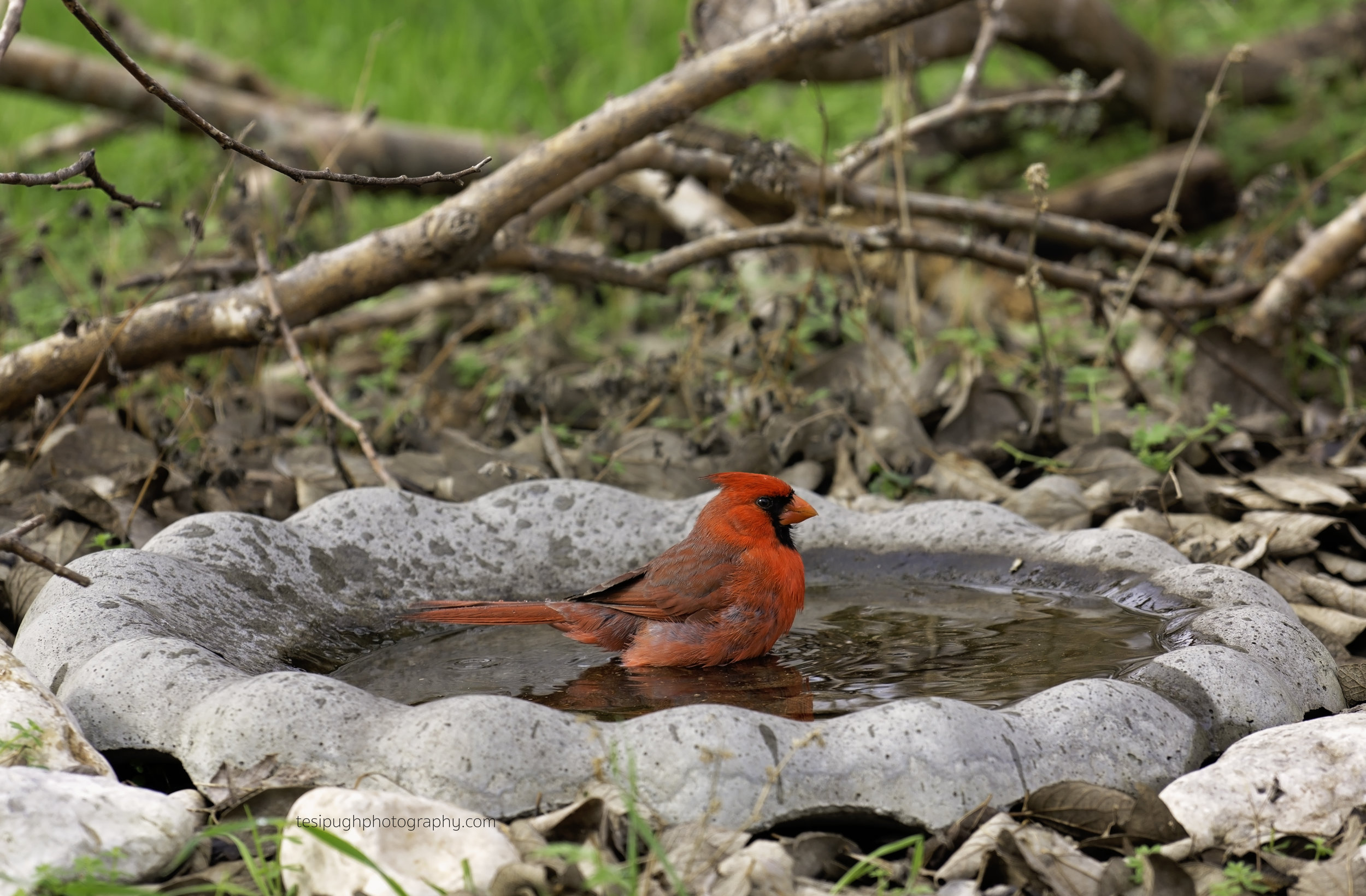 DSC03404CardinalBath CBNP 1.18.17.jpg