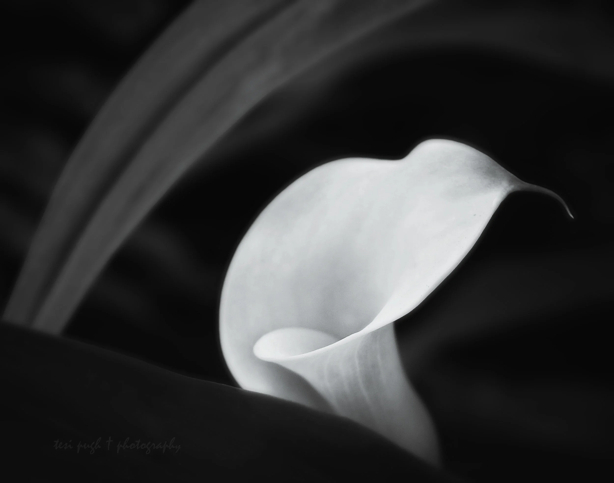 DSC06270 BG White Lilly.jpg