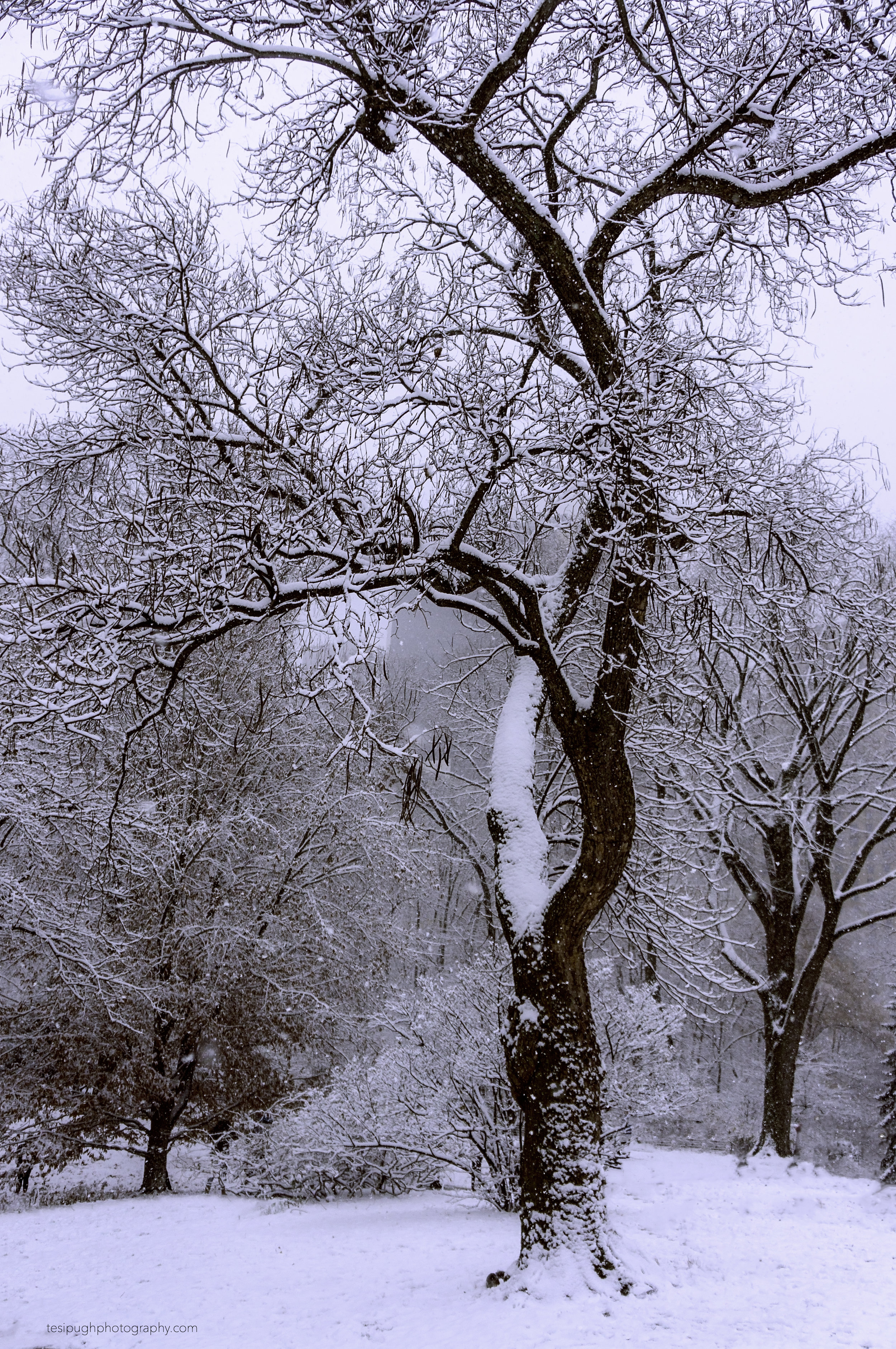 DSC03101 Central Park Tree 12.9.17.jpg