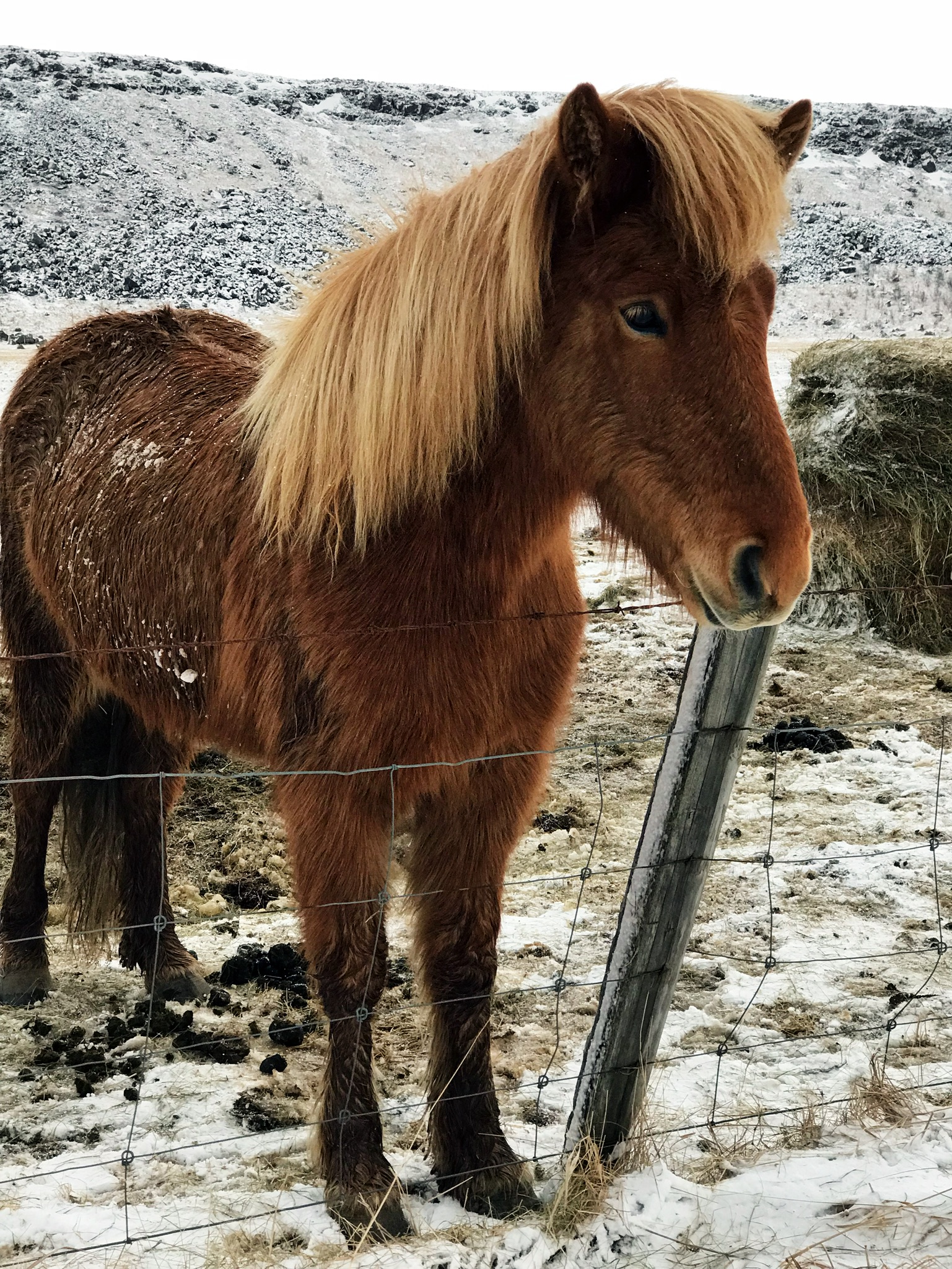 Sweet Icelandic horses