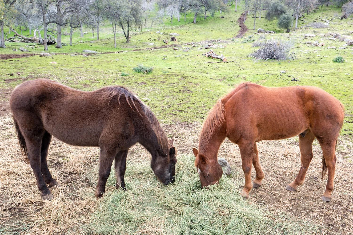 Wasim Muklashy Photography_Three Rivers Ranch_Around_25.jpg