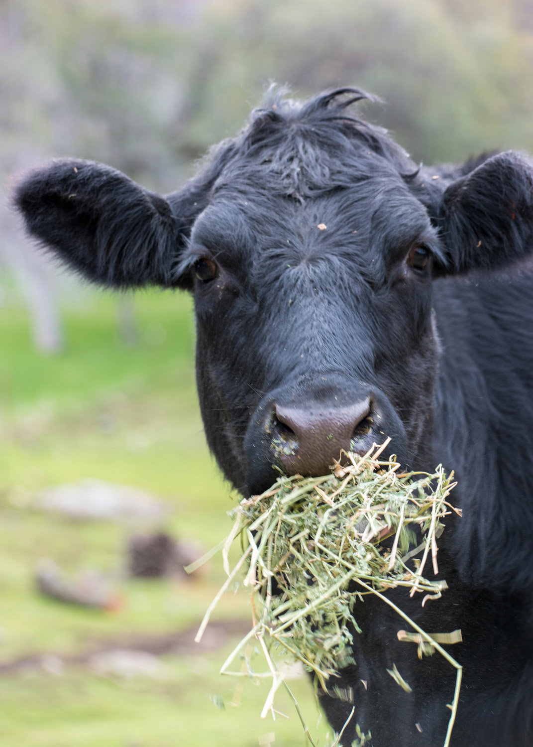Wasim Muklashy Photography_Three Rivers Ranch_Around_17.jpg