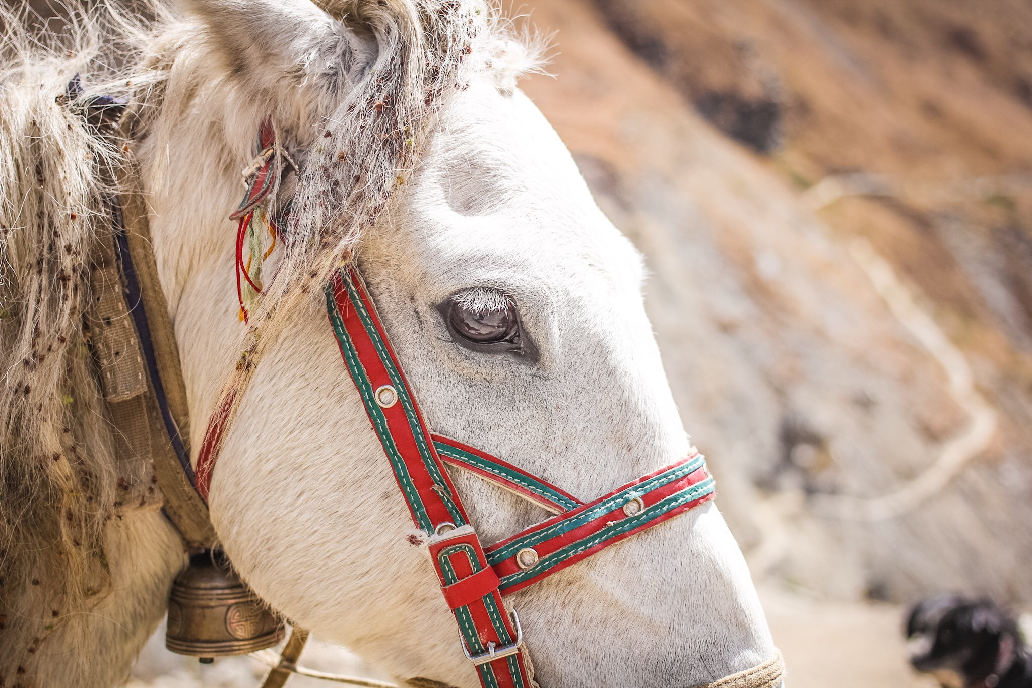 Nepali pack horse