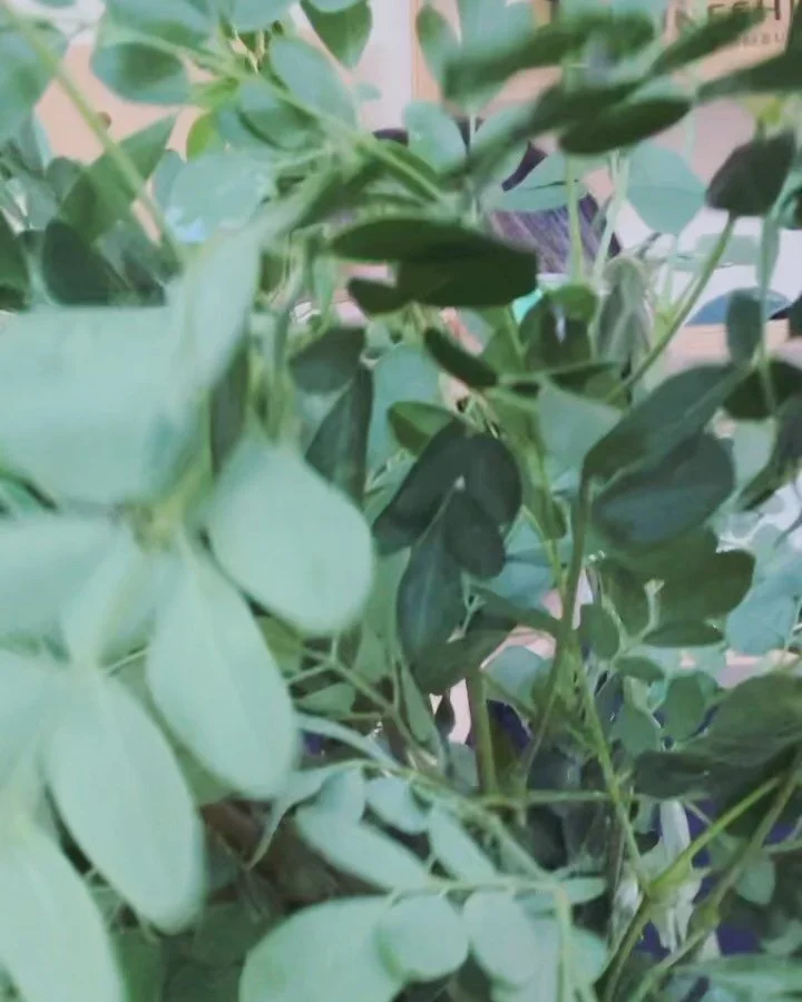 Come get some fresh moringa! We&rsquo;re now open Wed-Sun 12-8pm. Moringa is one of the world&rsquo;s most almost perfect trees as it&rsquo;s nutrient-dense, may help fight cancer, drought resistant, and available all year around. We add it to our an