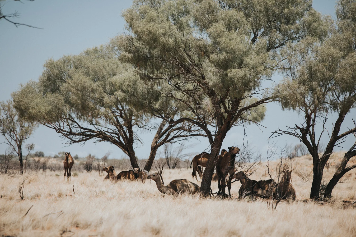 Outback(95von211).jpg