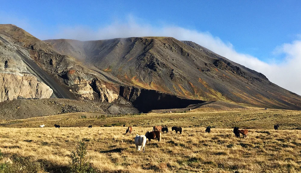This is a gorgeous place to stop and watch the unique Icelandic horses graze. It is also a particularly stunning spot to stop and rolph out your Mama Chia Seed apple sauce.&nbsp;