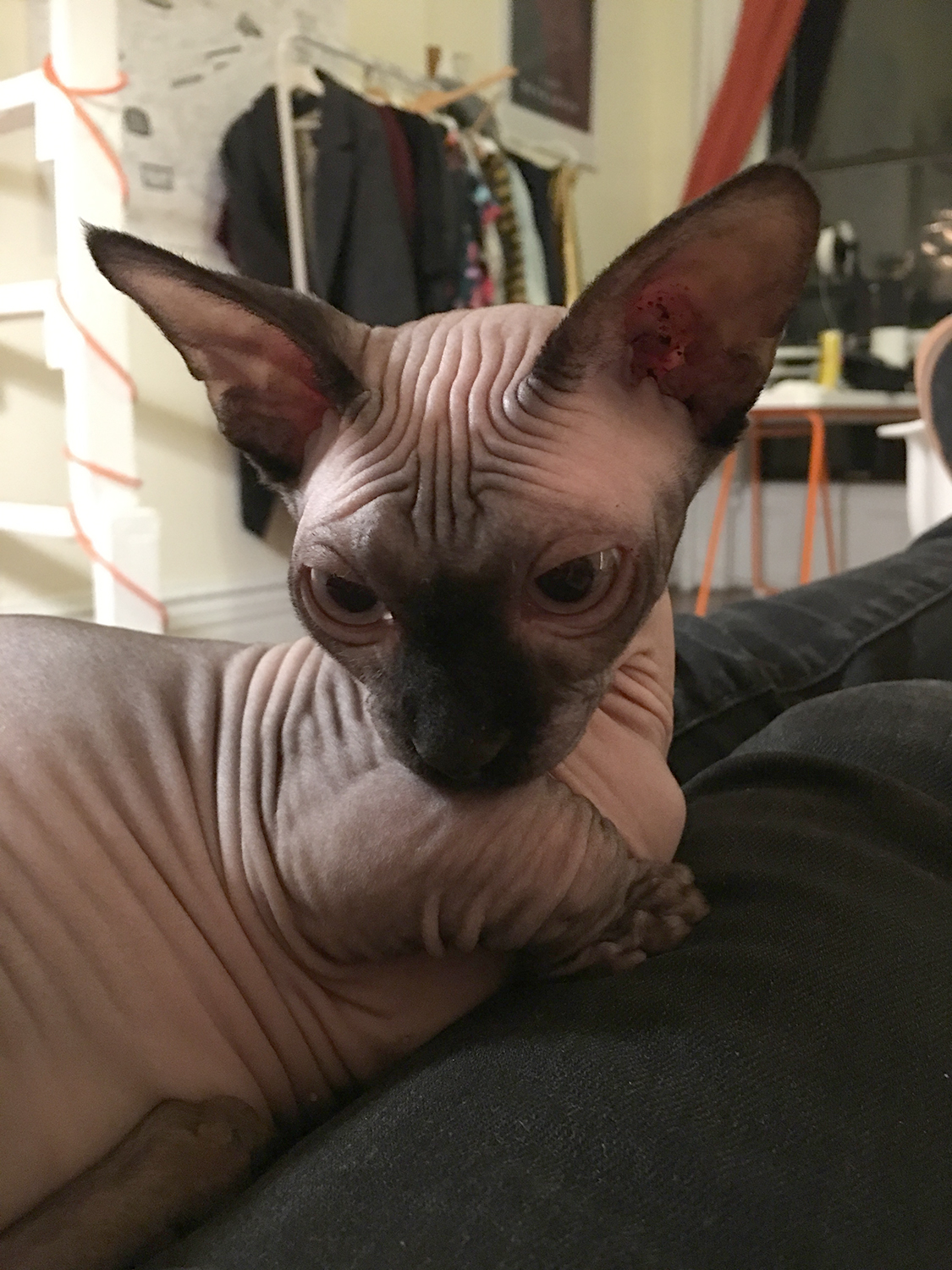 I'm not kidding about the short leg thing. Look at that front paw!&nbsp;