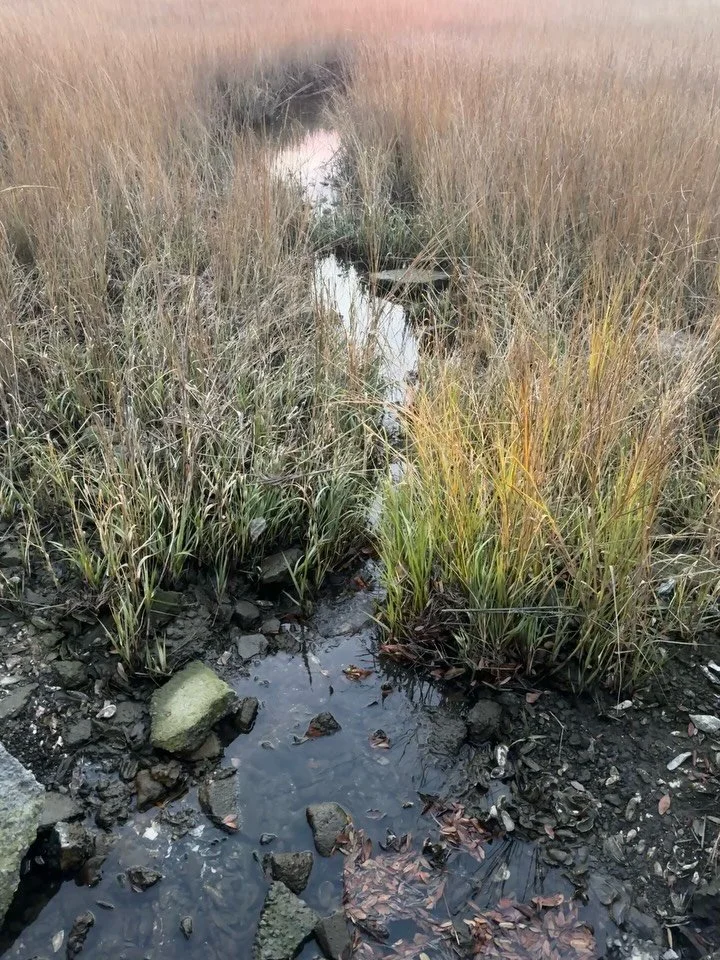 Best sunsets in all of CHS. Right here in Wagener Terrace.