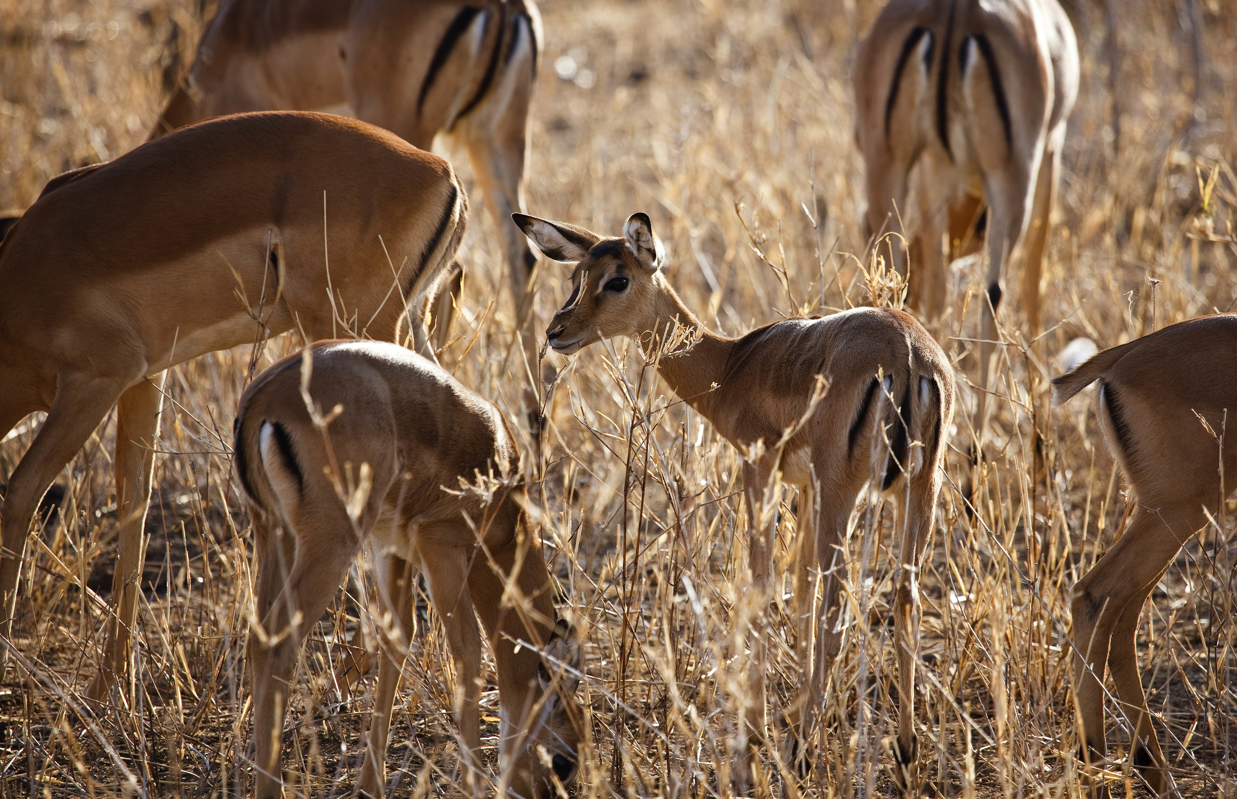 Deer Tanzania