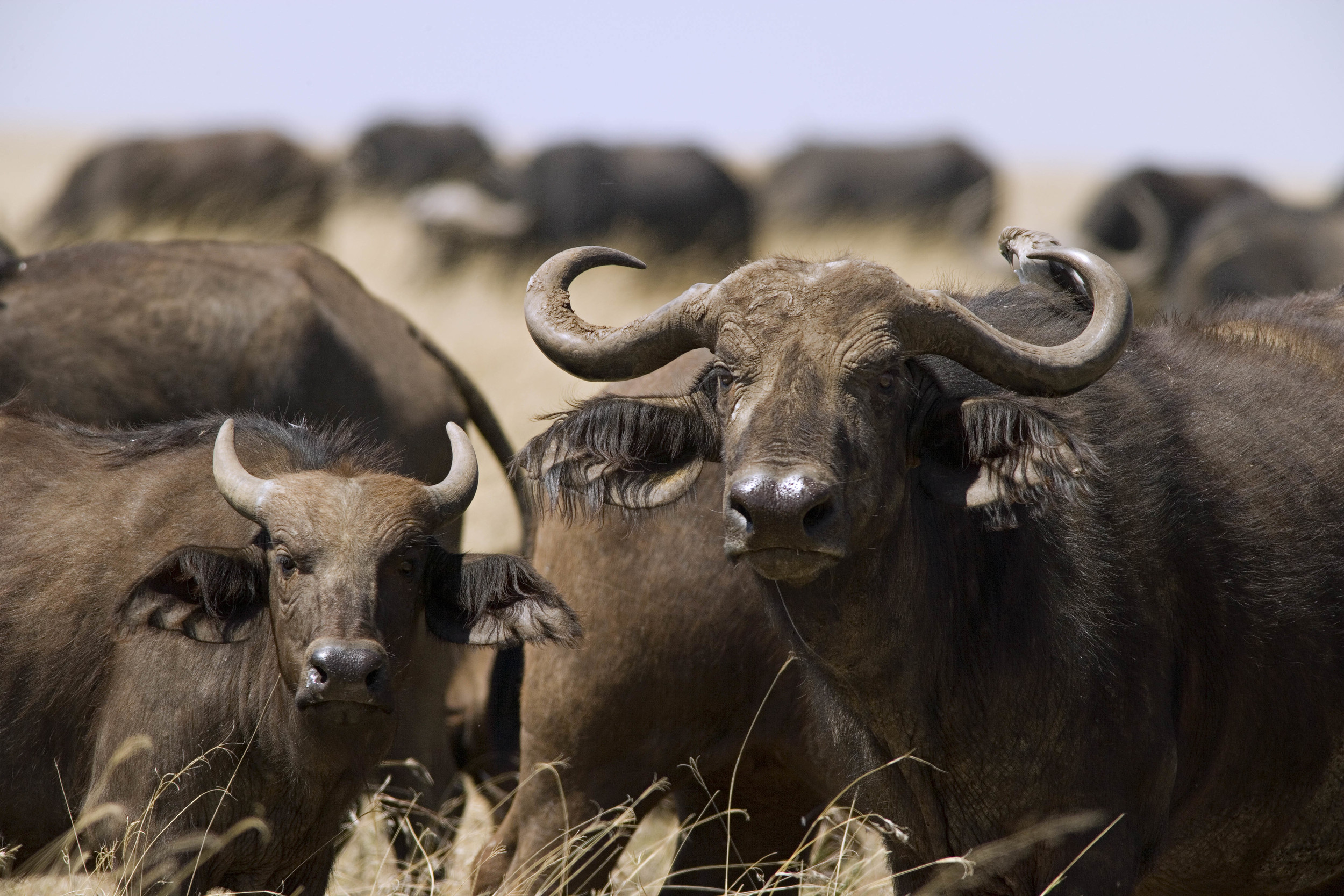 Cape Buffalo Kenya