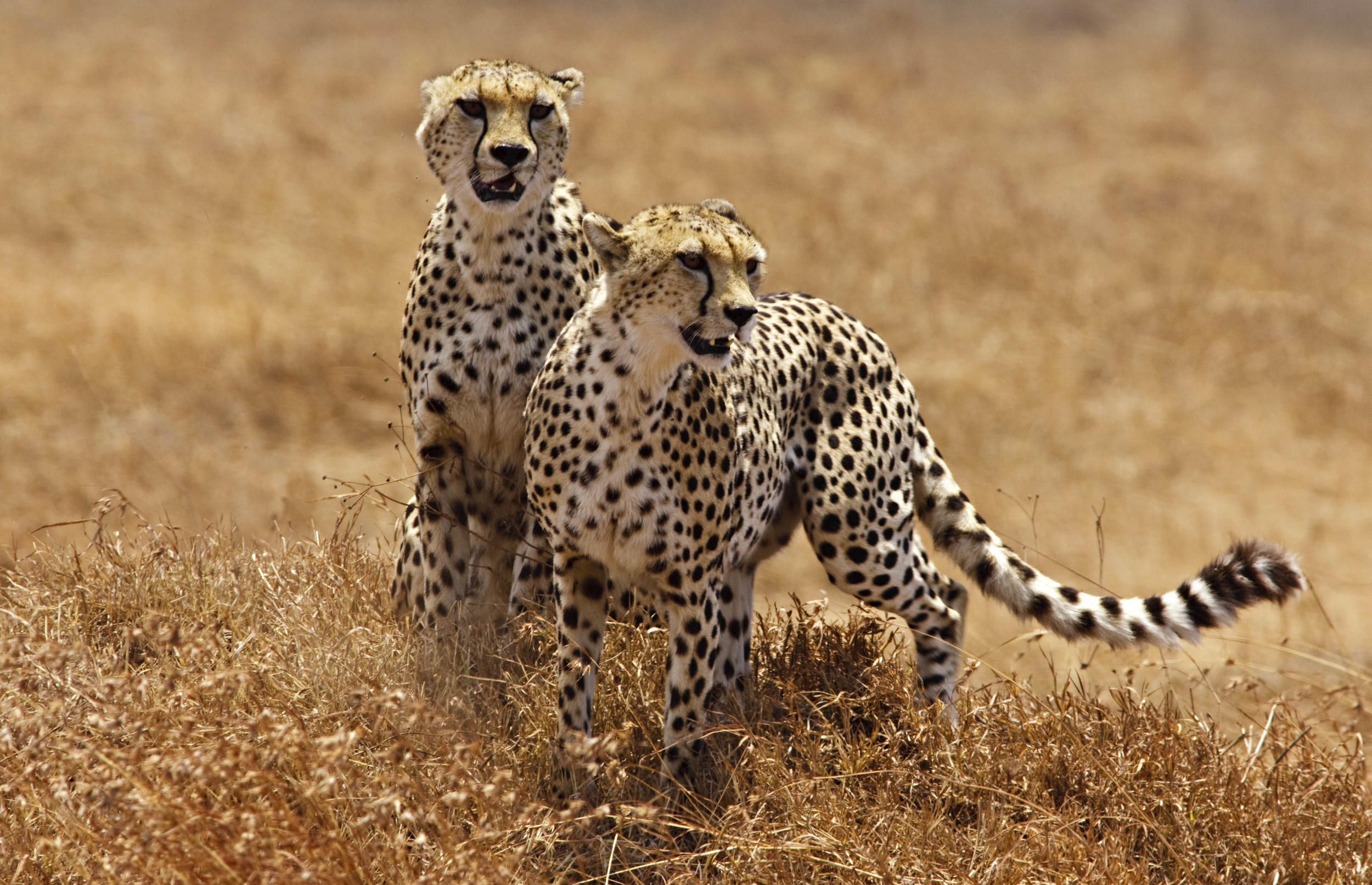 Cheetah Brothers Tanzania