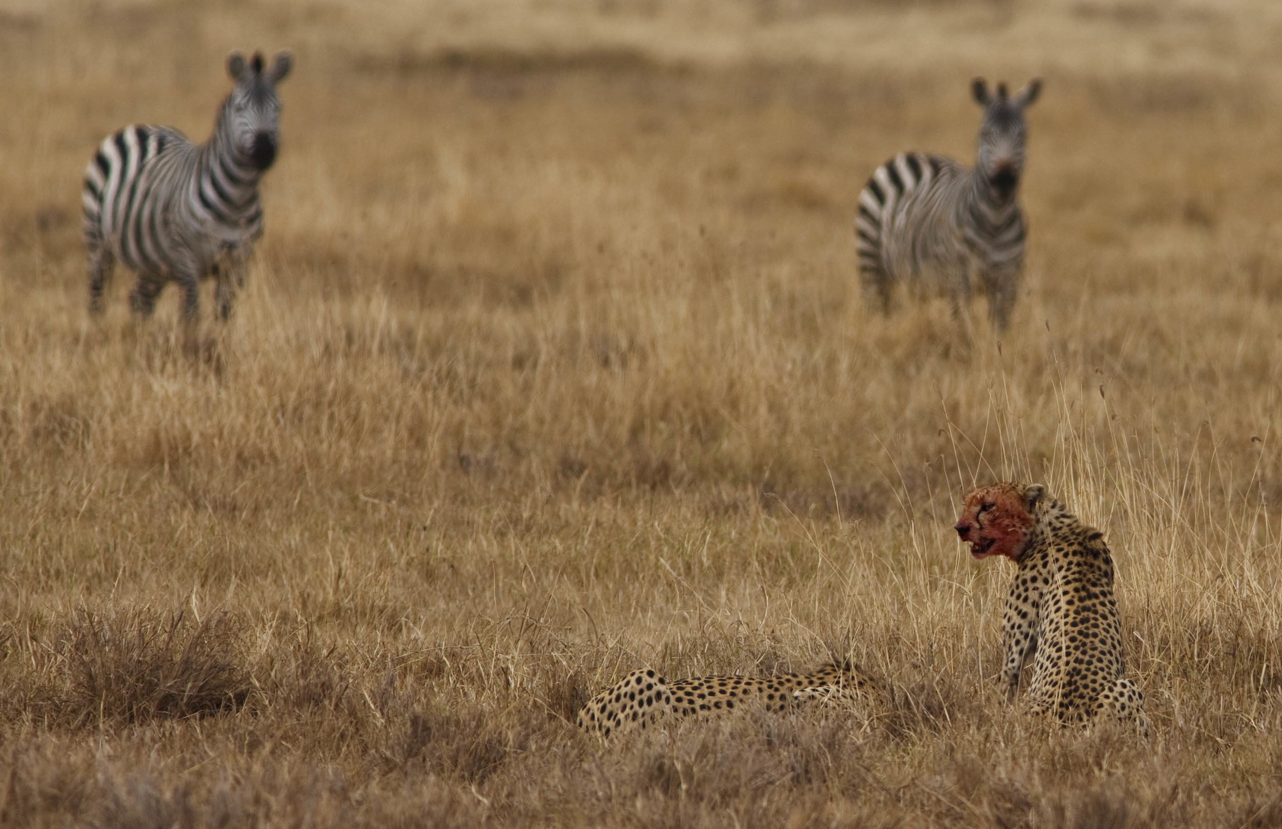 Cheetah Kill Tanzania