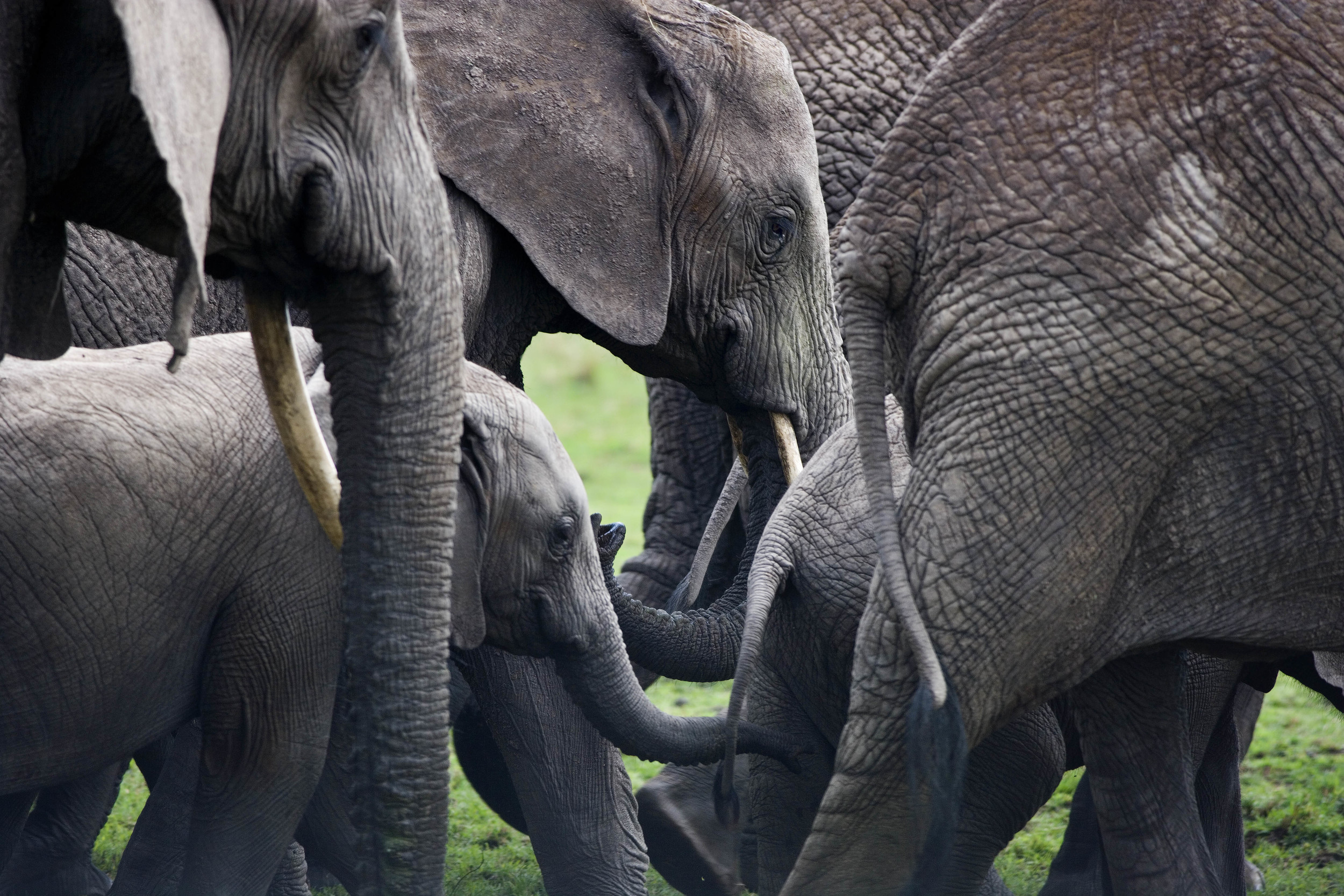Elephant Group Kenya