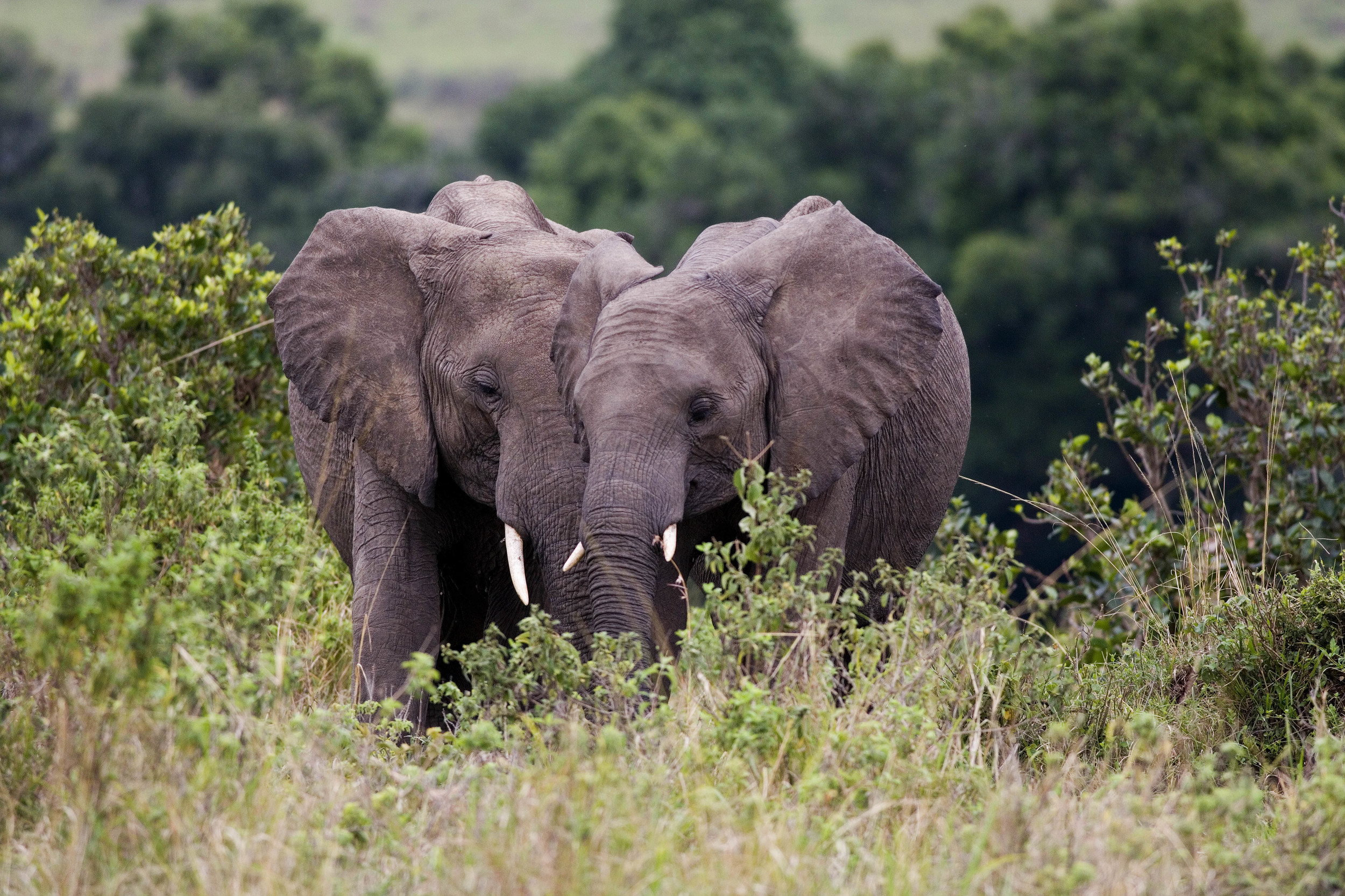 Elephant Couple Kenya