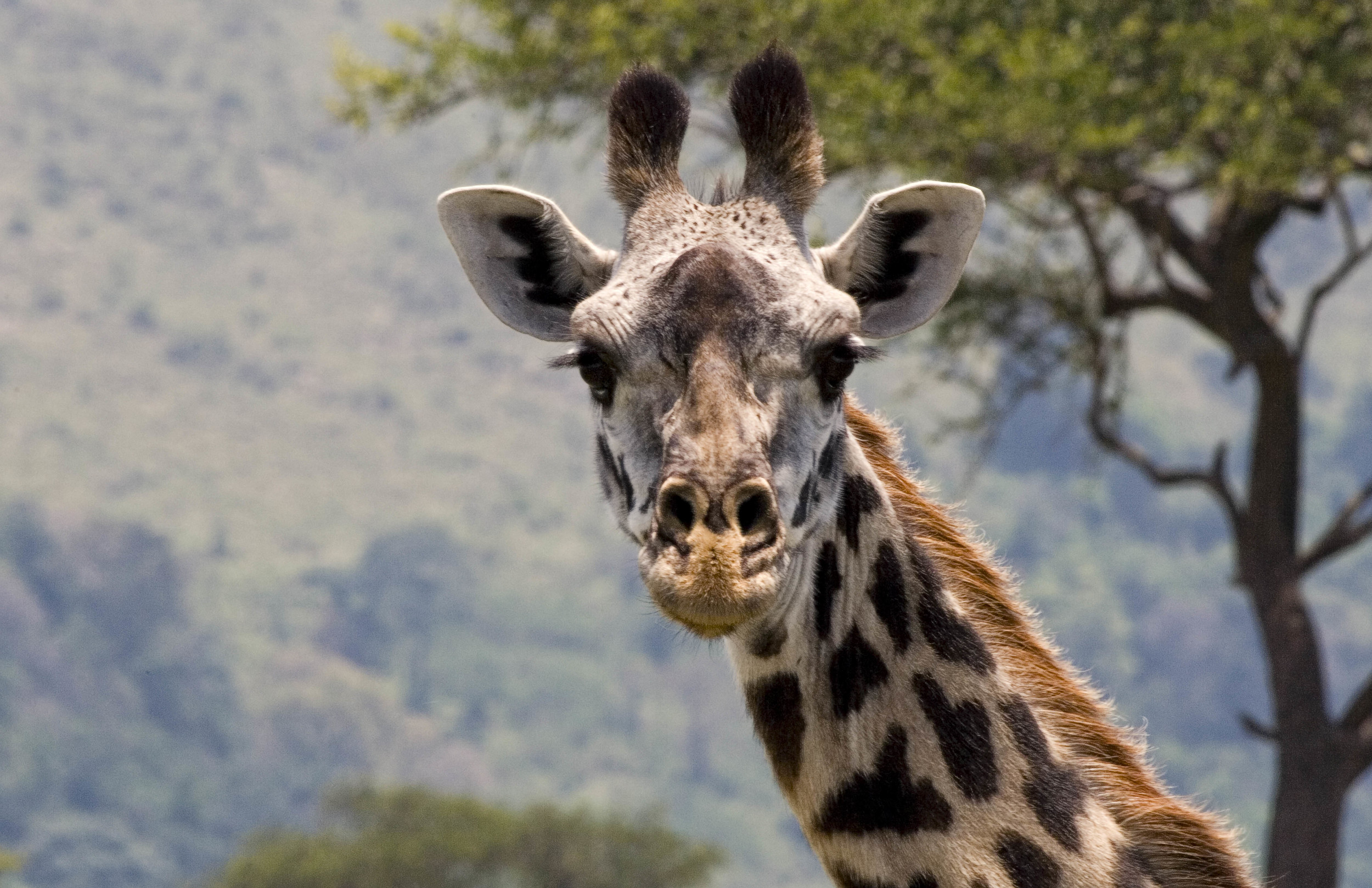Giraffe Tanzania