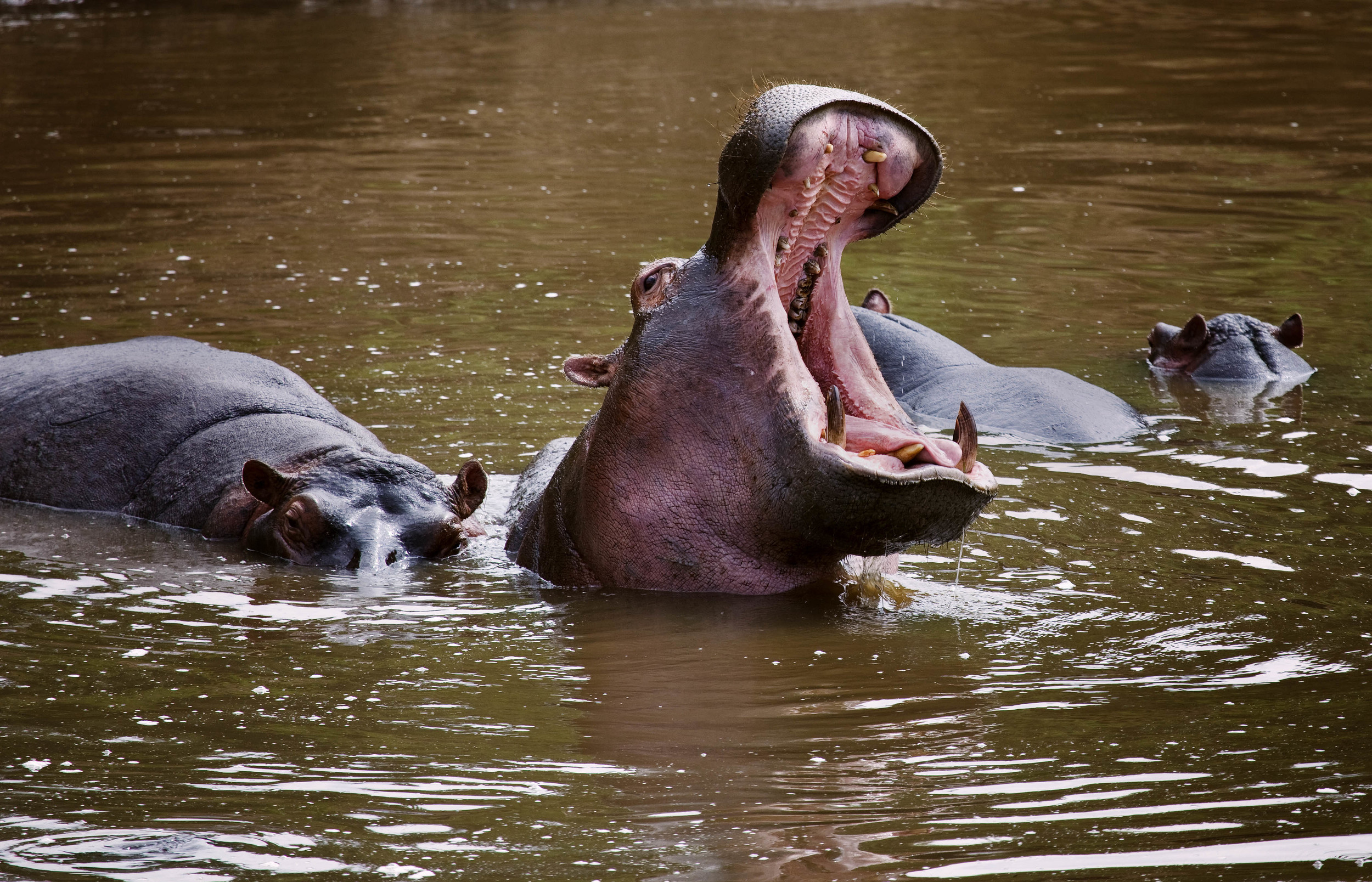 Hippo Kenya