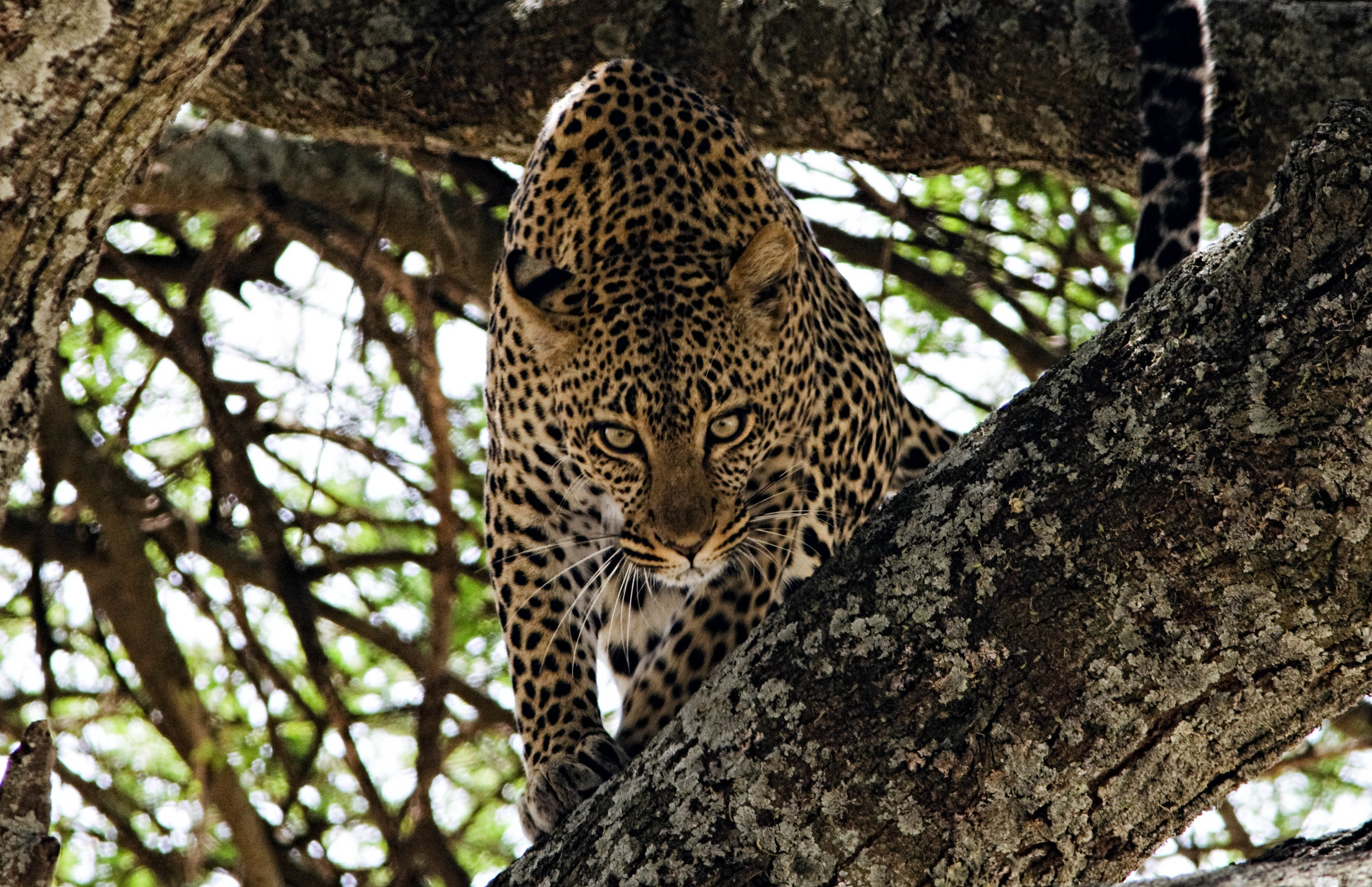 Leopard Tanzania