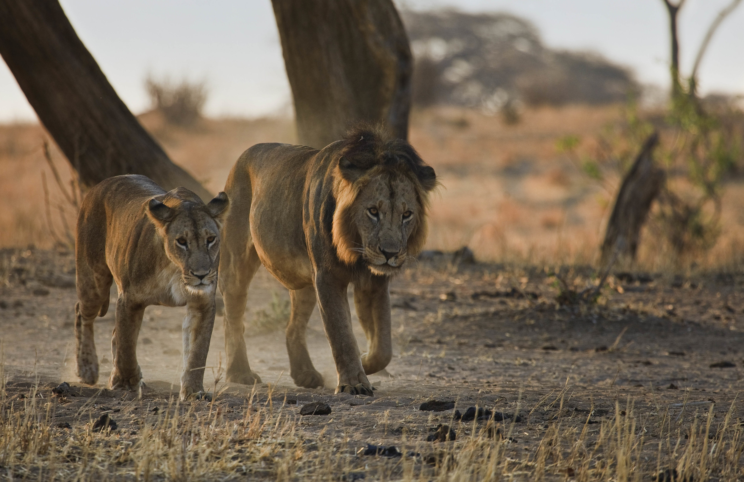 Lion Couple Tanzania