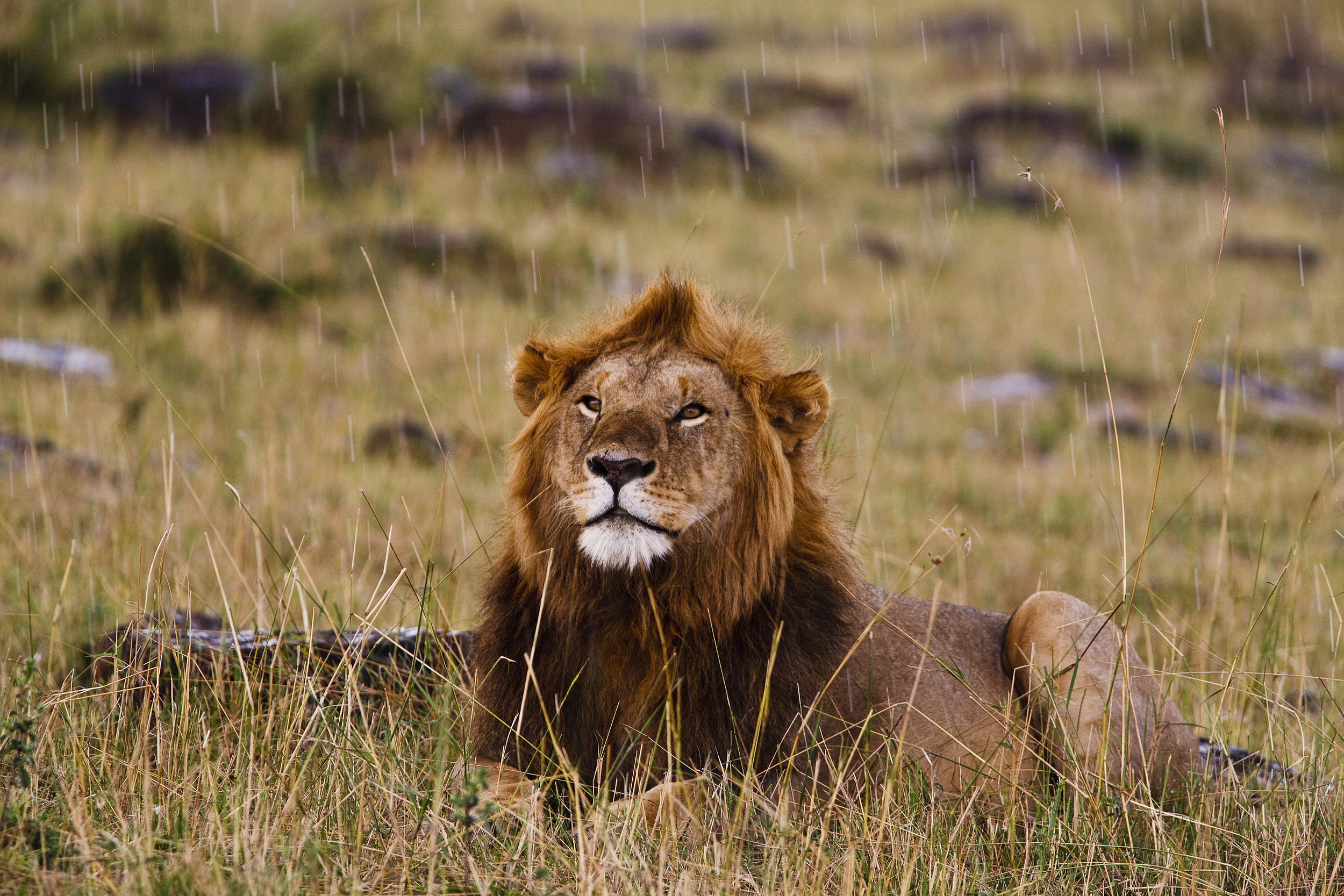 Lion Kenya