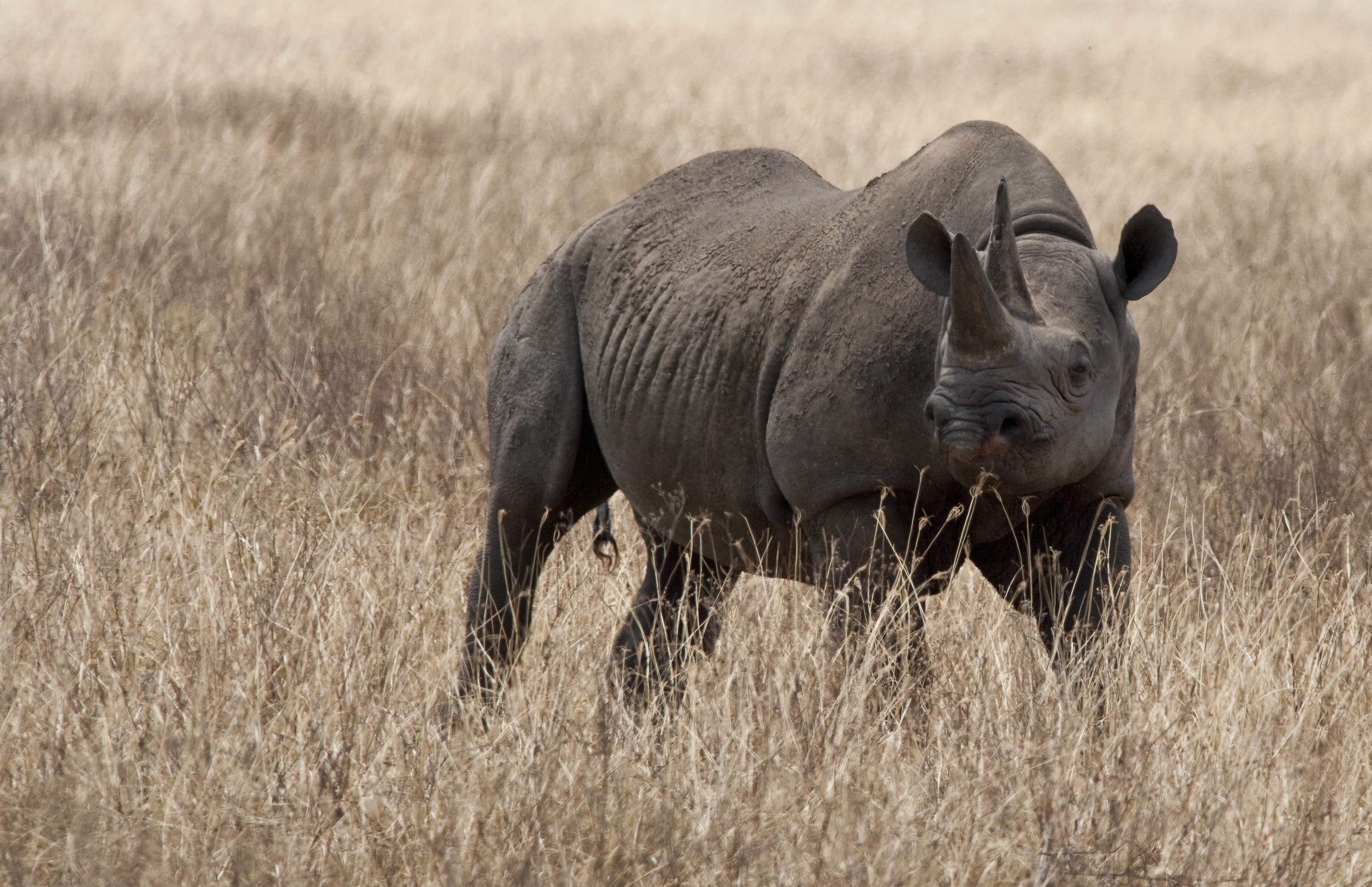 Rhino Tanzania