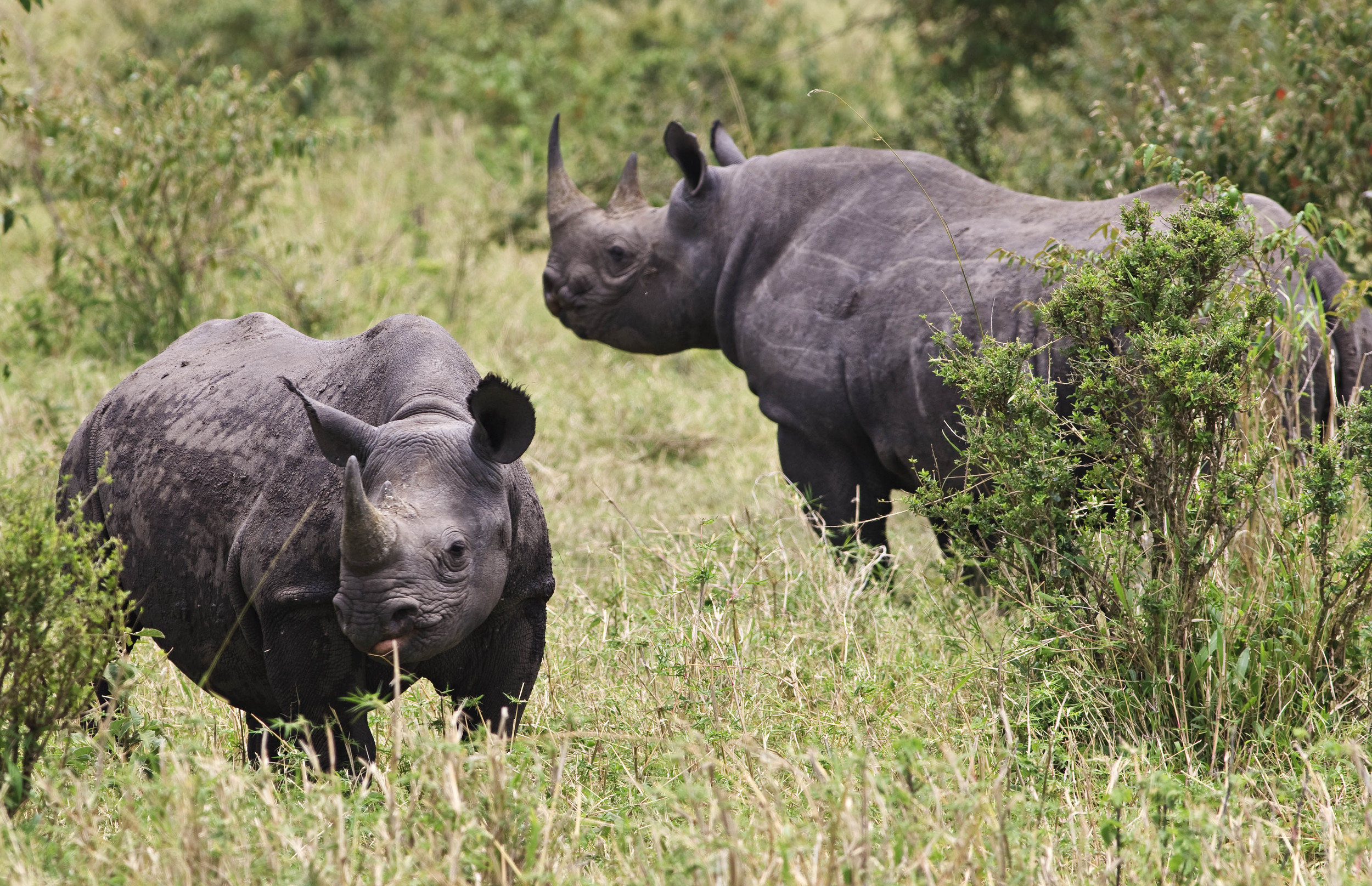 Rhinos Kenya