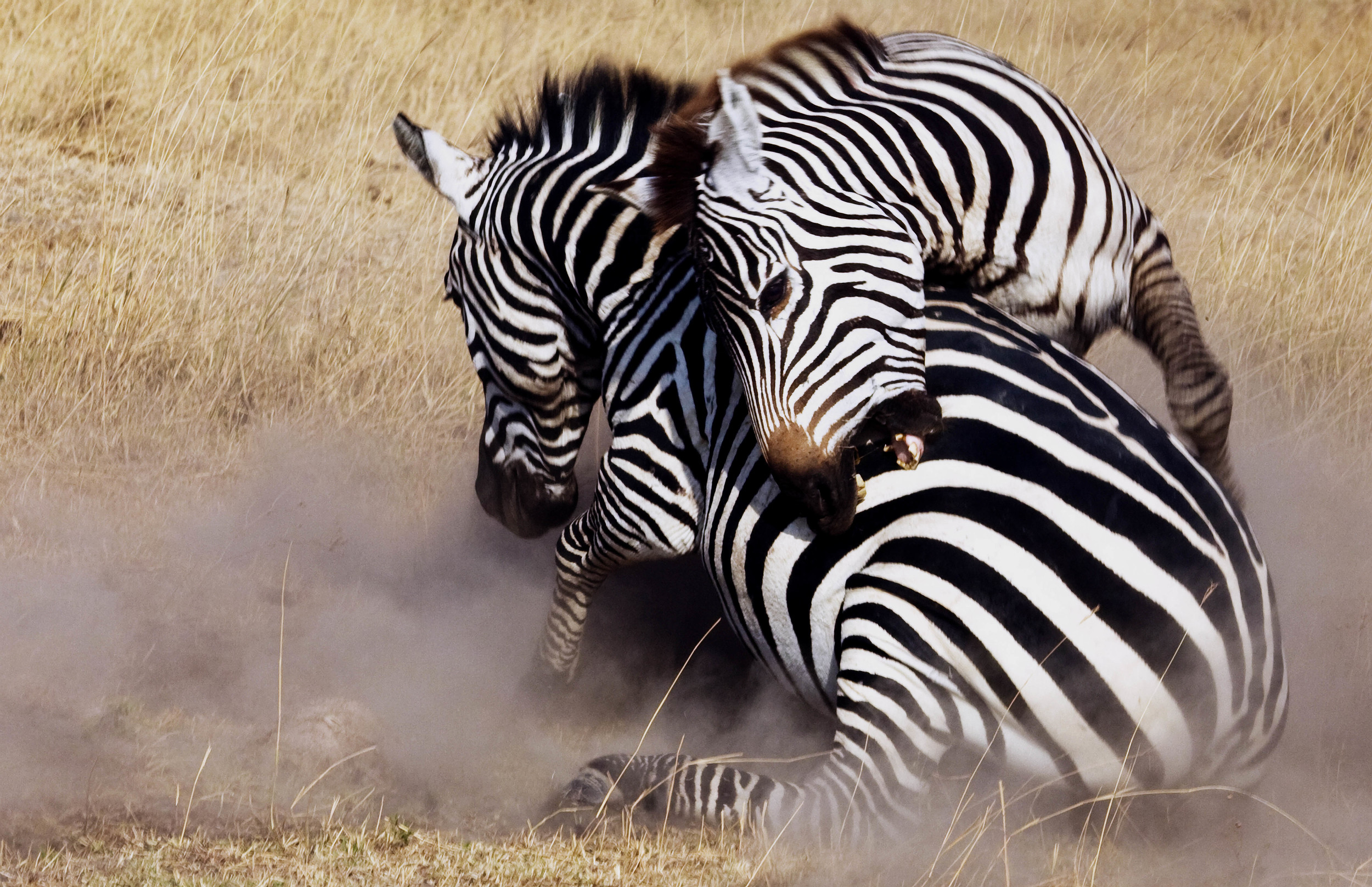 Zebras Tanzania